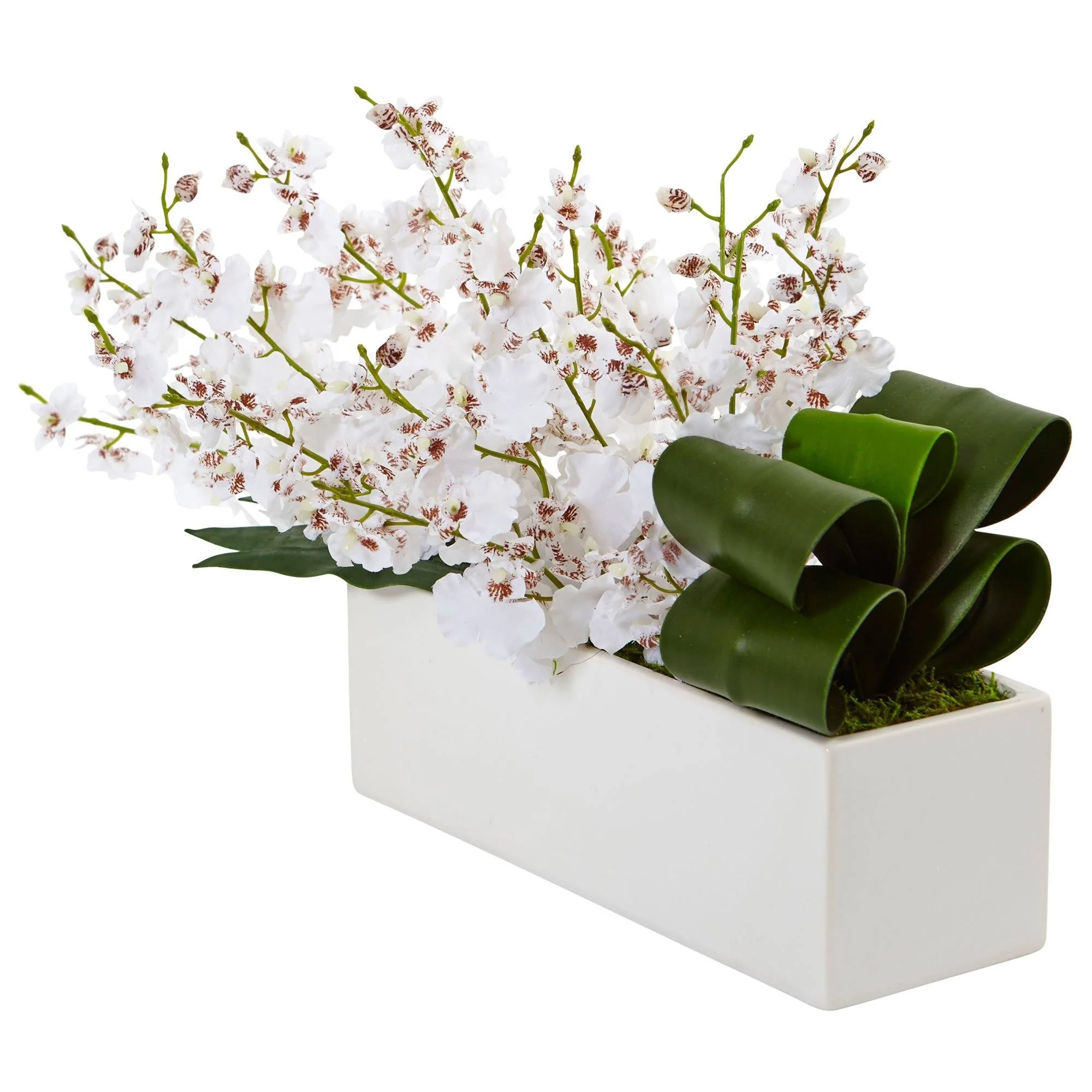 Dancing Lady Orchid in Rectangular Ceramic - Image 6