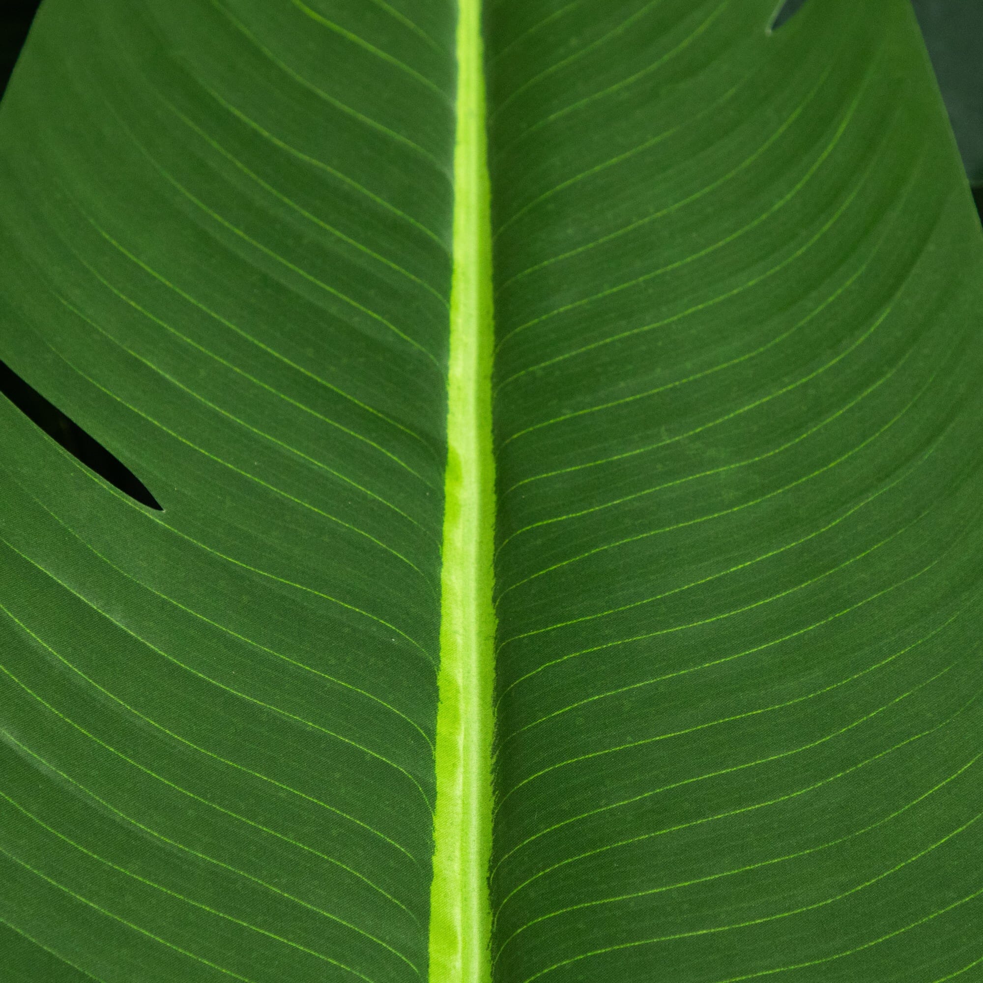 11' Artificial Travelers Palm Tree - Image 3