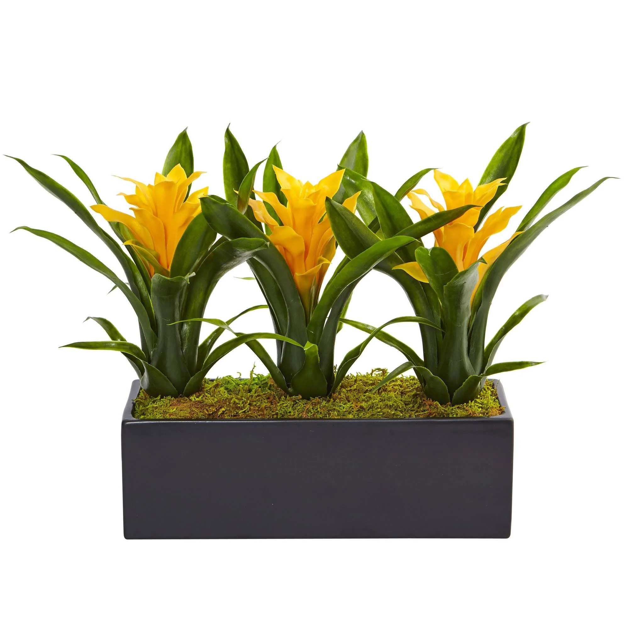 Bromeliads in Rectangular Planter - Image 2
