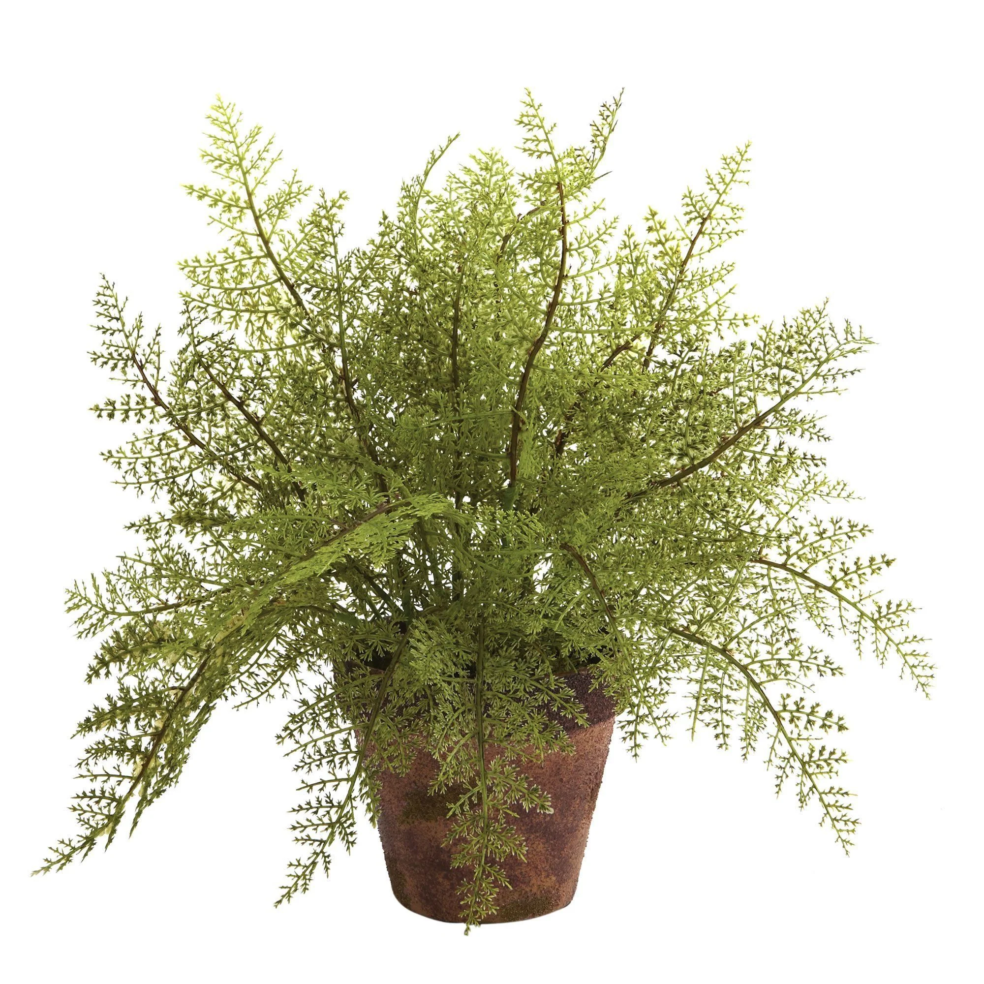 Fern w/Decorative Planter (Set of 2) - Image 3