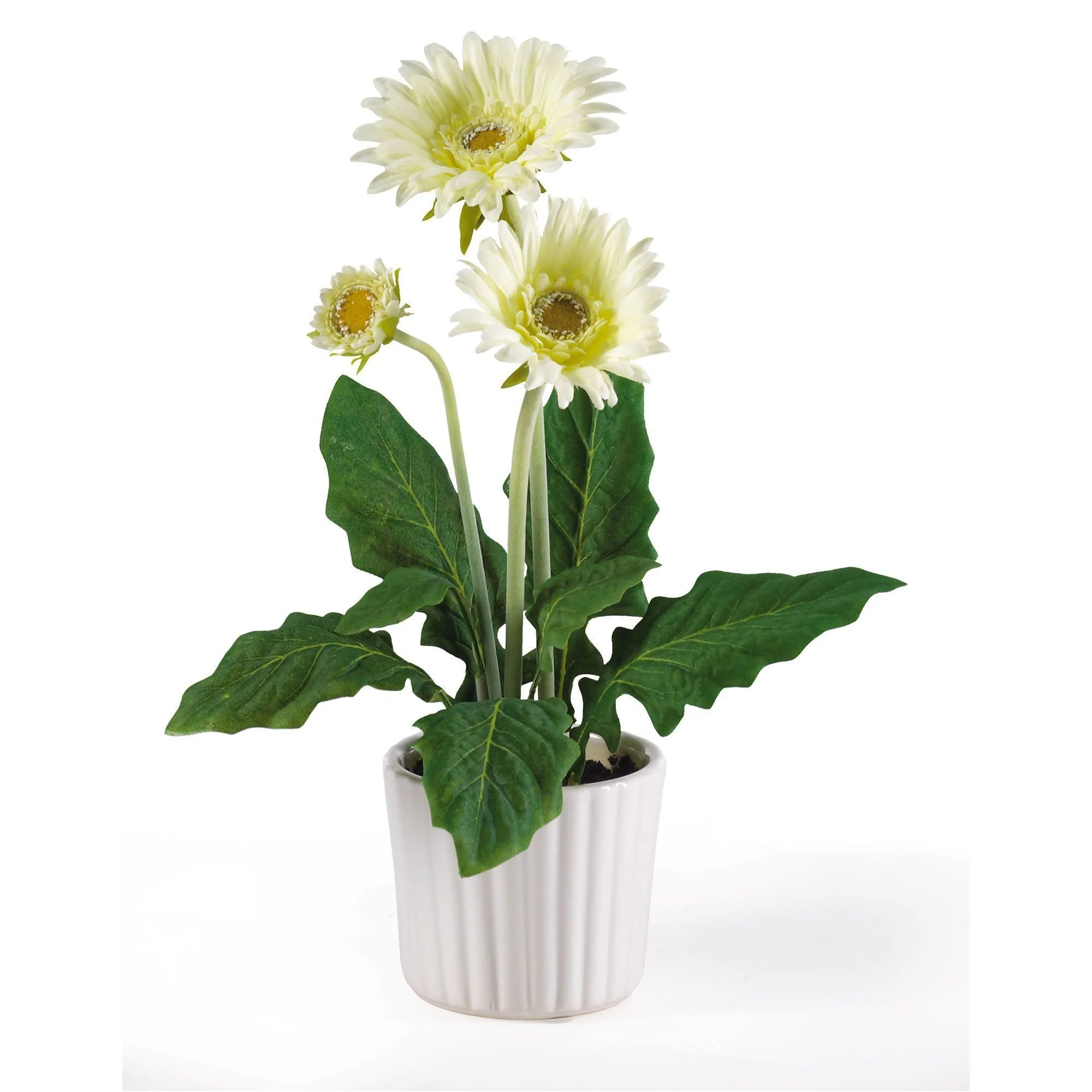 Gerber Daisy w/White Vase (Set of 6) - Image 6