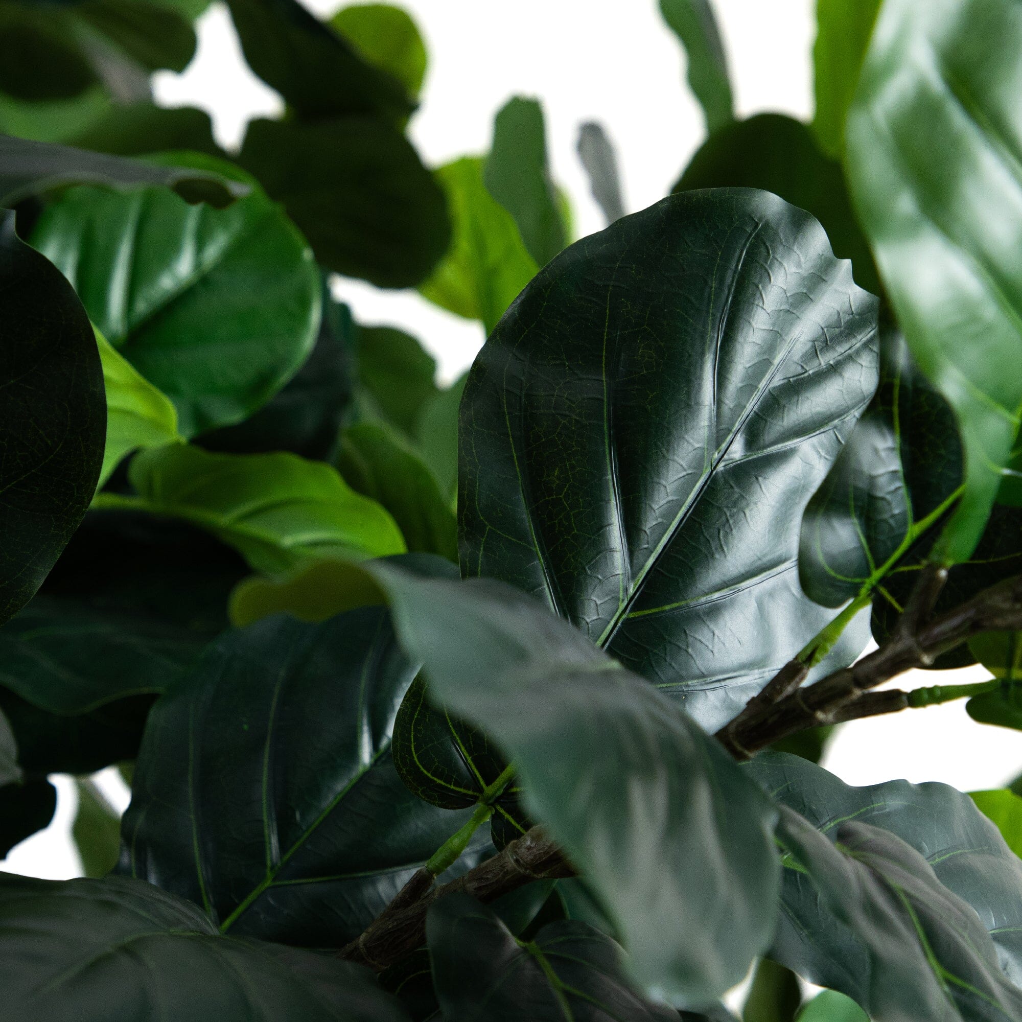 13’ Artificial Fiddle Leaf Fig Tree - Image 2