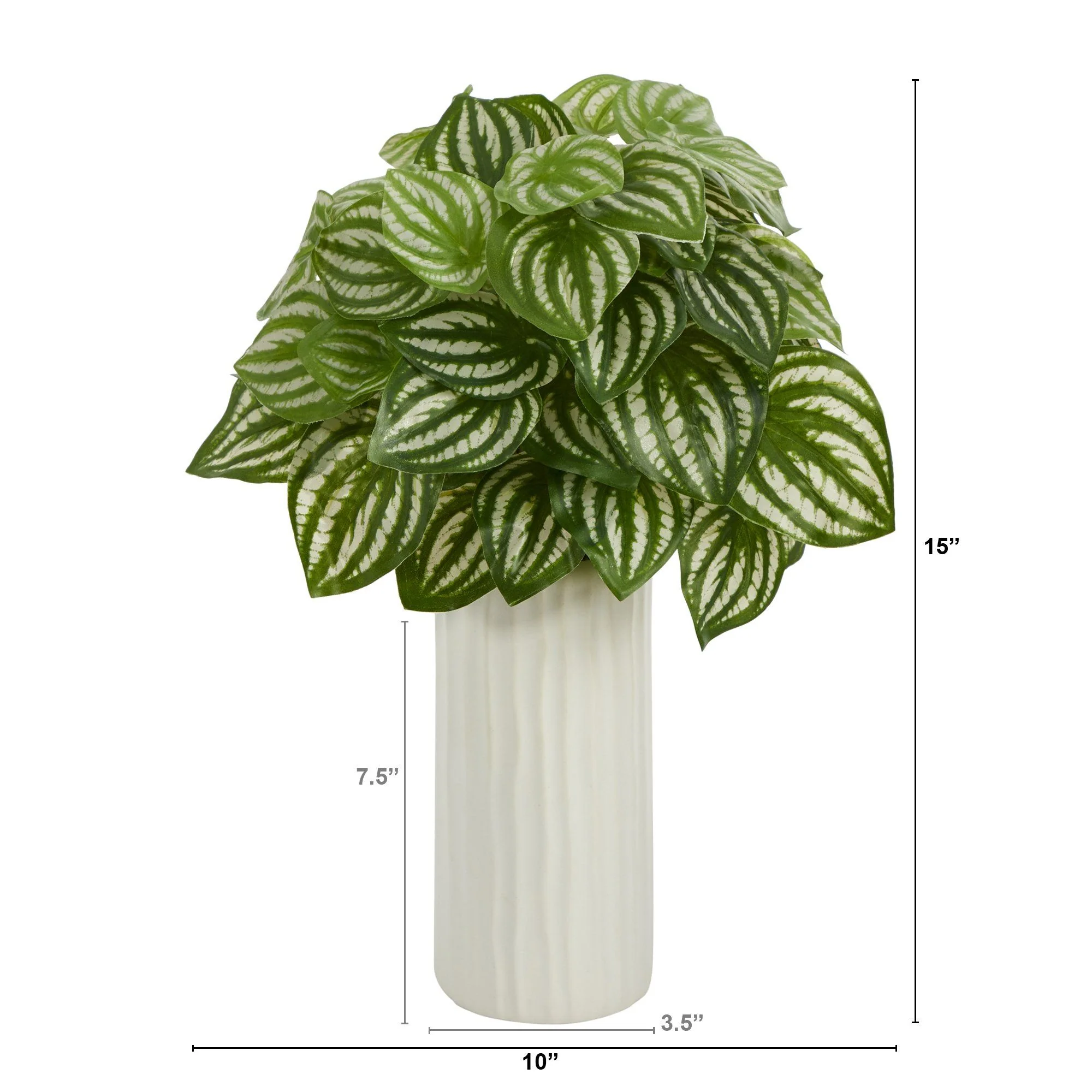 15” Watermelon Peperomia Artificial Plant in White Planter (Real Touch) - Image 2