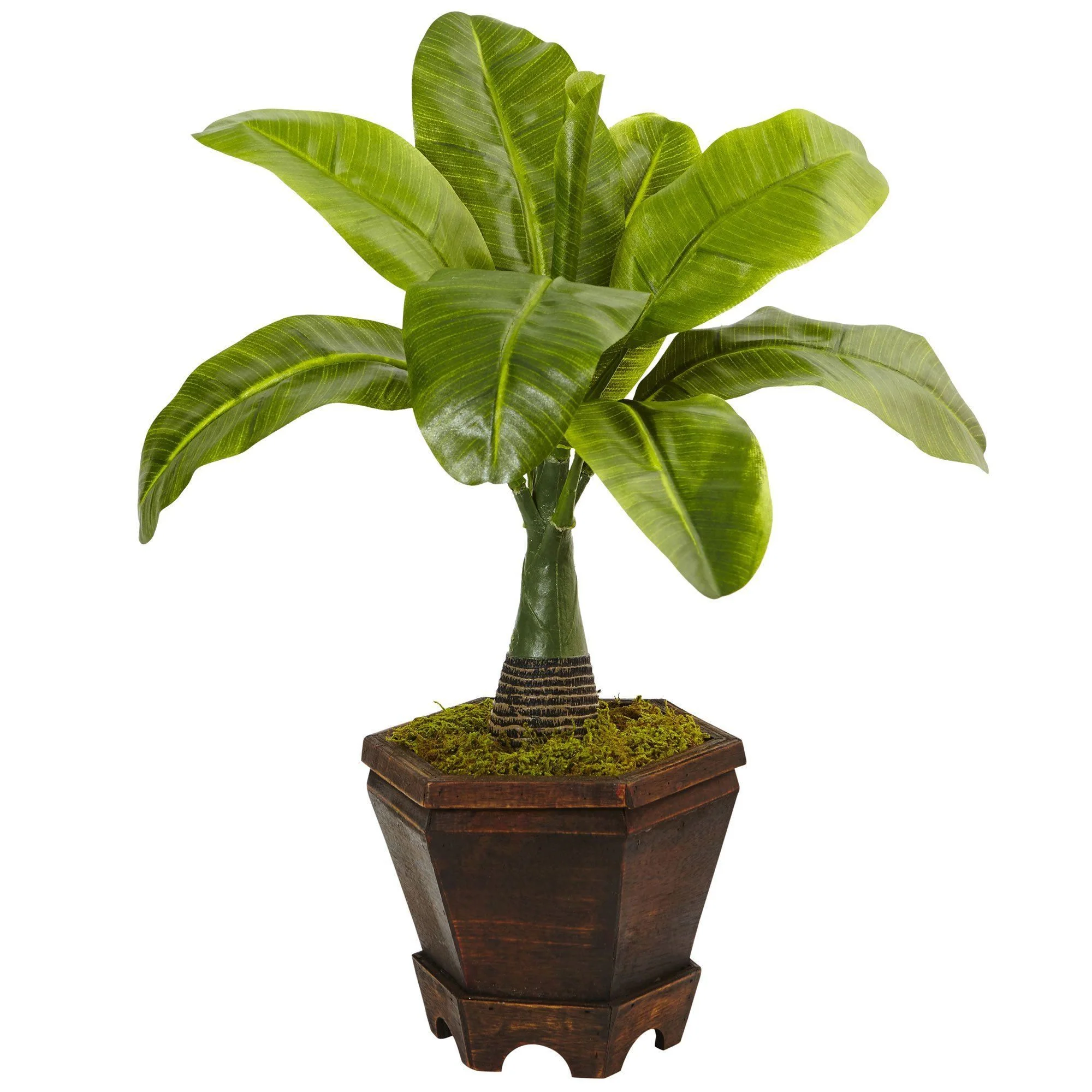 Assorted Mini Palm Trees in Planter (Set of 3) - Image 2