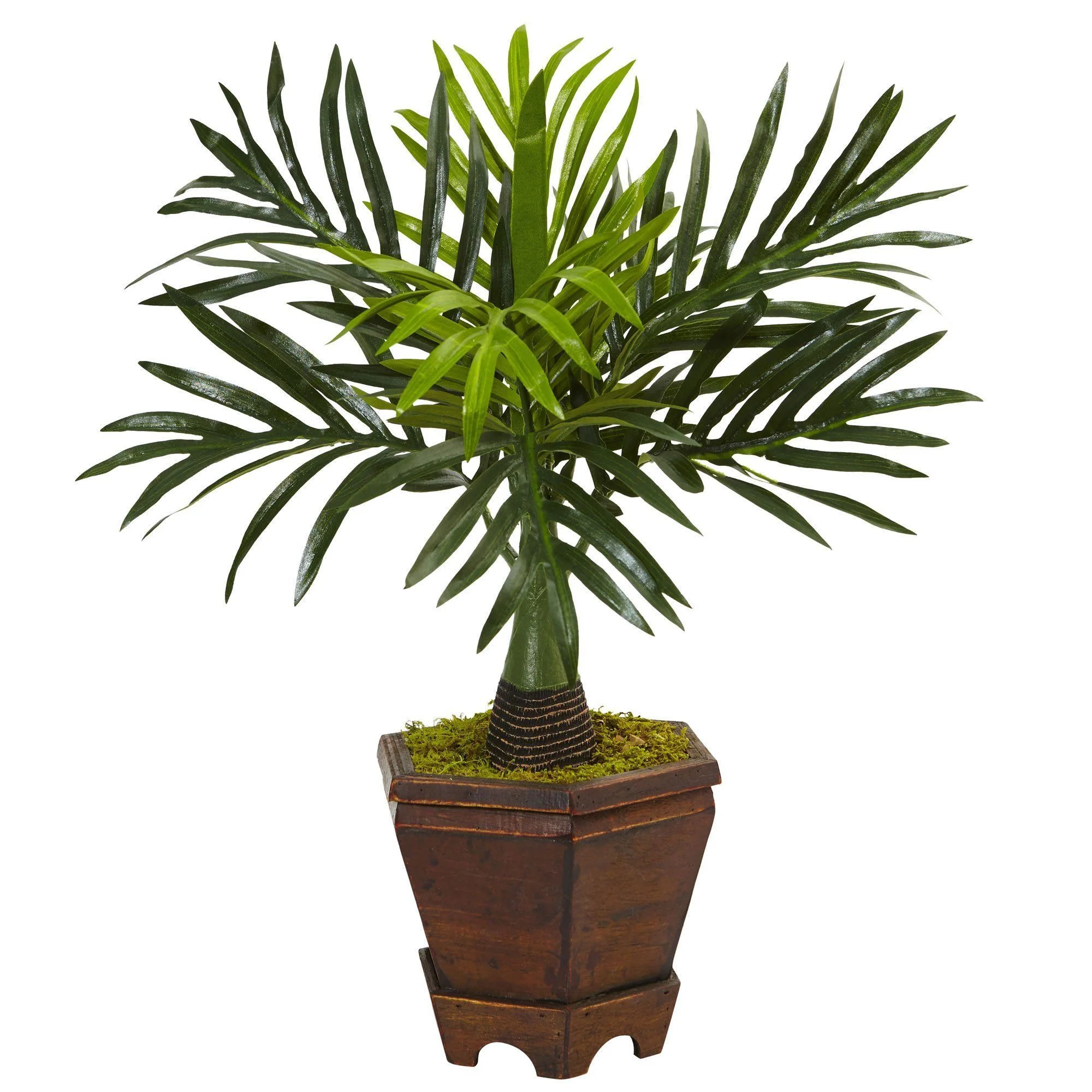 Assorted Mini Palm Trees in Planter (Set of 3) - Image 3