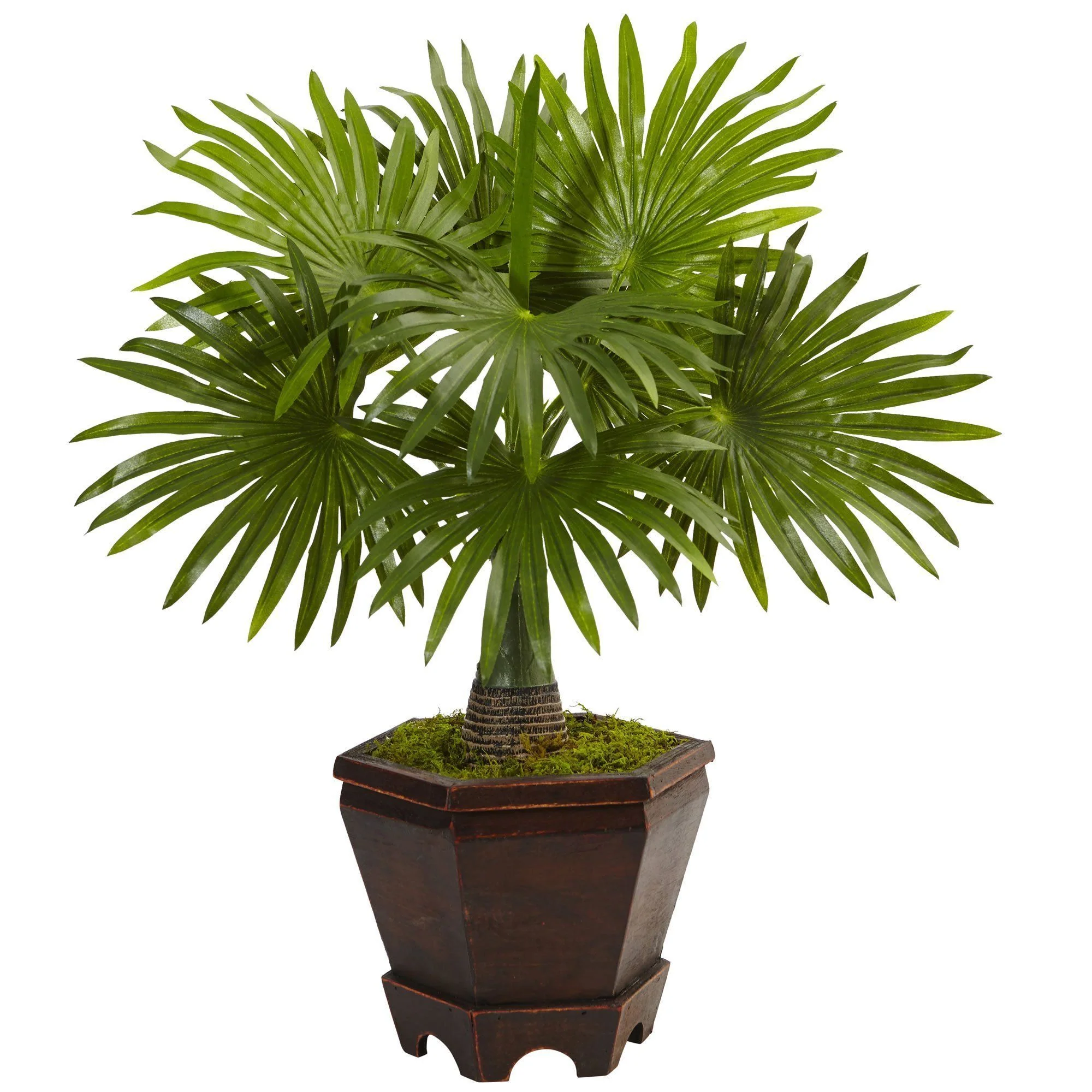 Assorted Mini Palm Trees in Planter (Set of 3) - Image 4