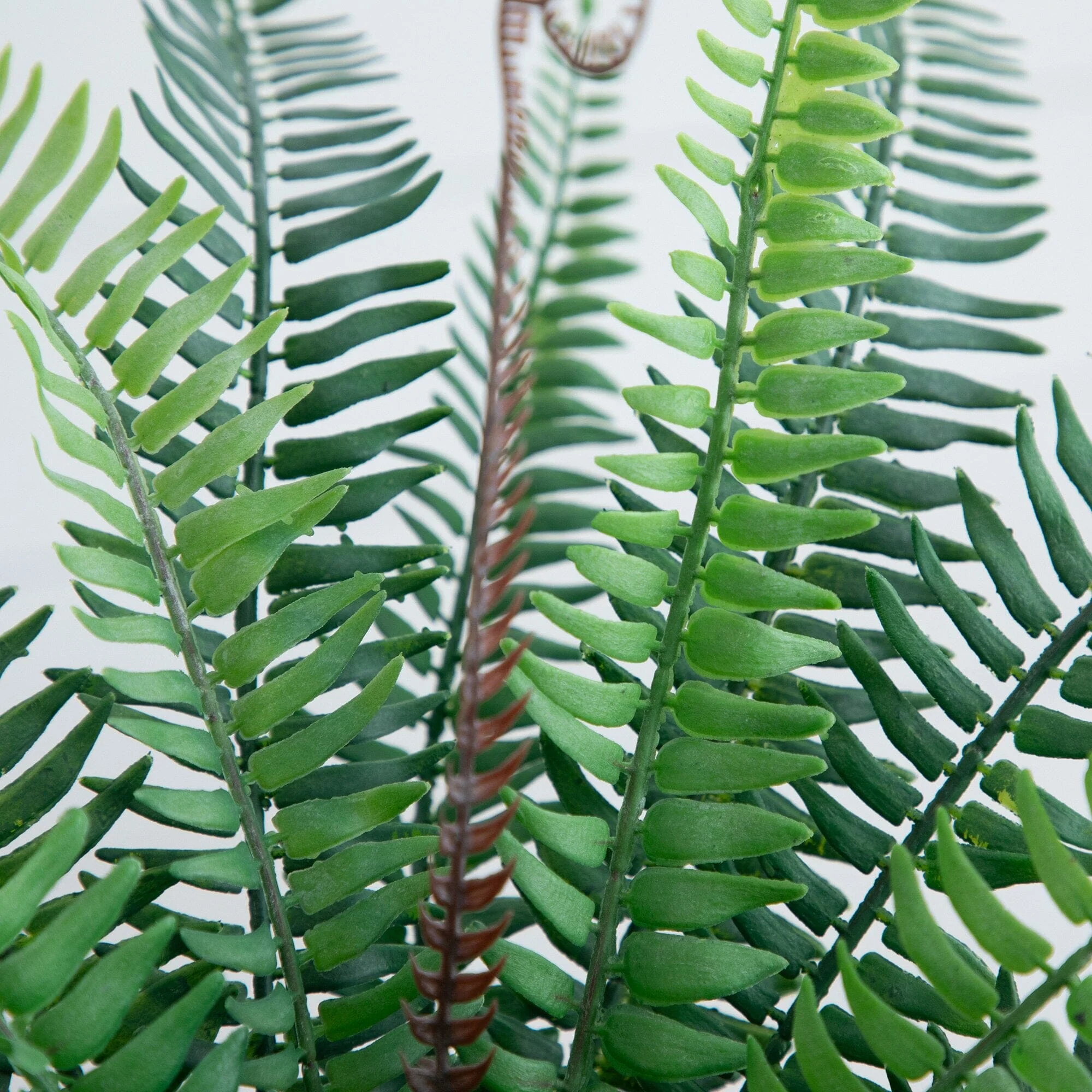 16” Artificial Boston Fern Plant in Decorative Cement Planter - Image 2