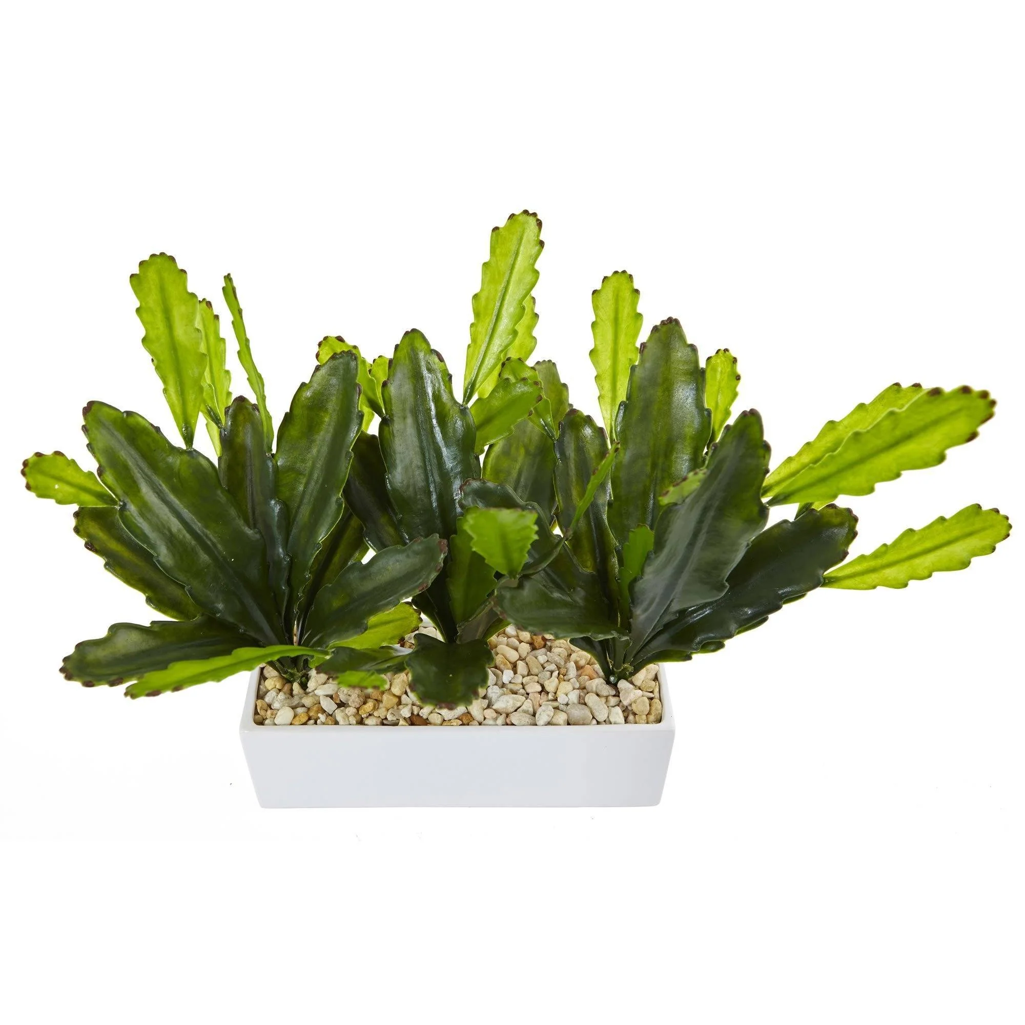 Cactus on Rectangular Planter - Image 2