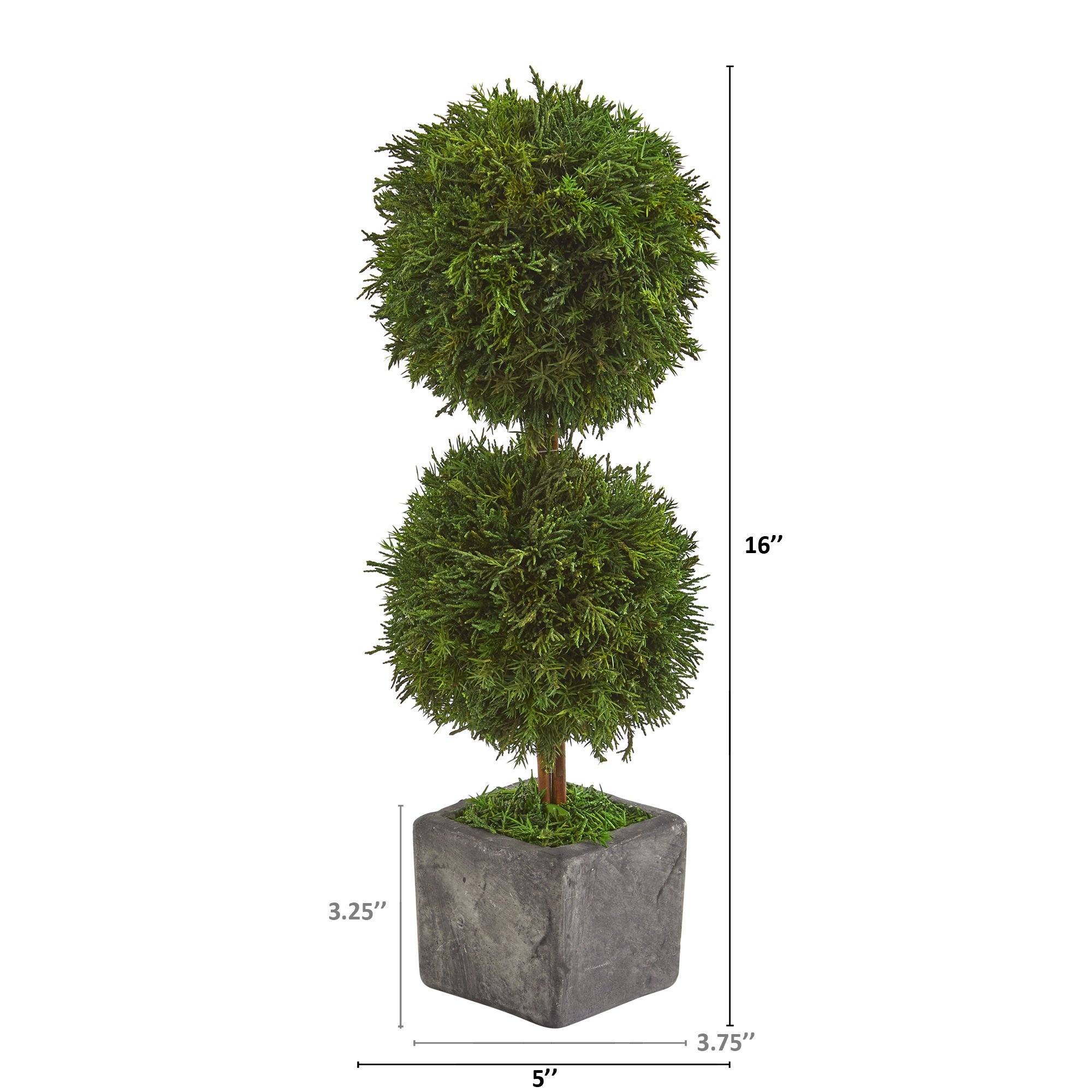 16” Cypress Double Ball Preserved Plant in Decorative Planter - Image 2