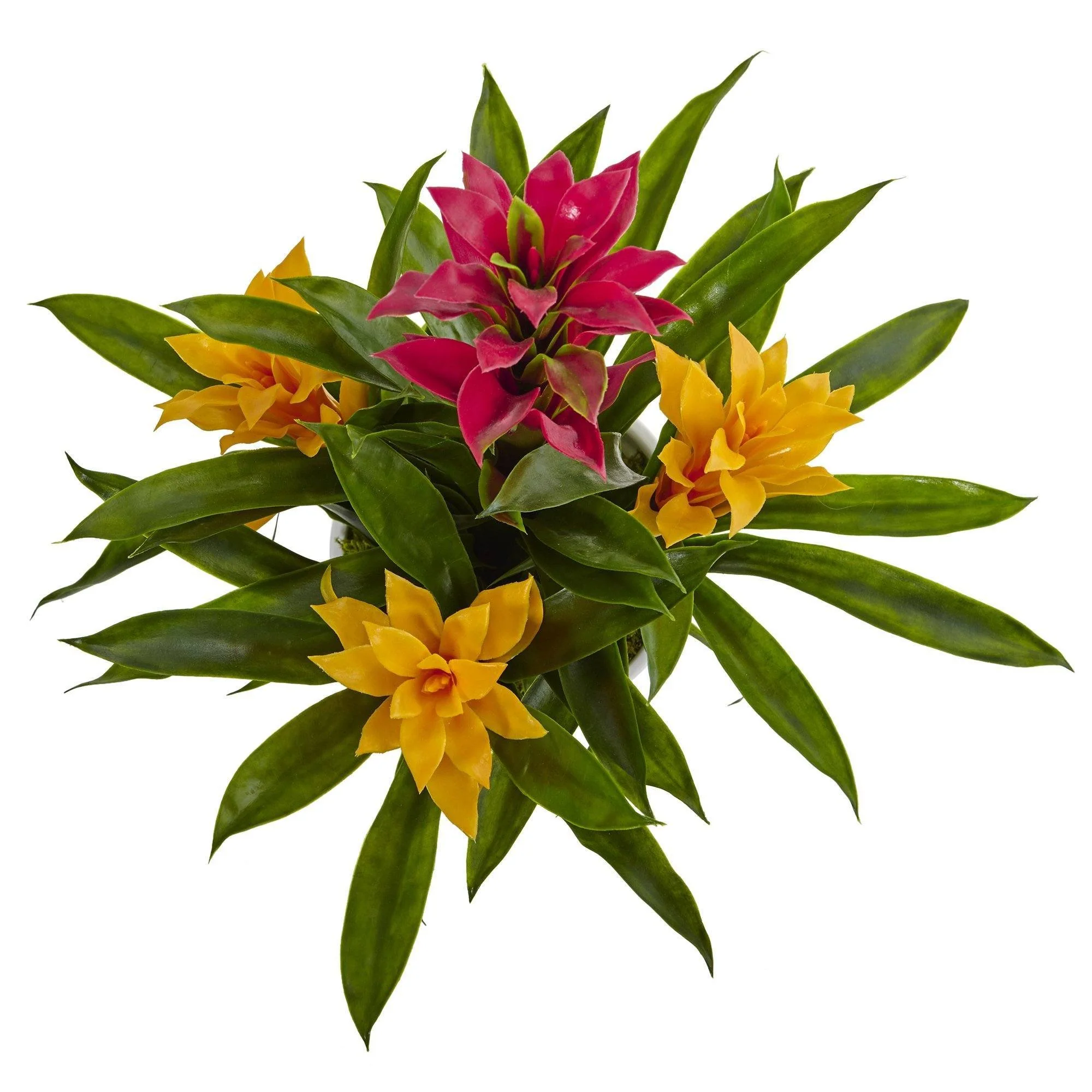 Bromeliad in White Swirl Vase - Image 2
