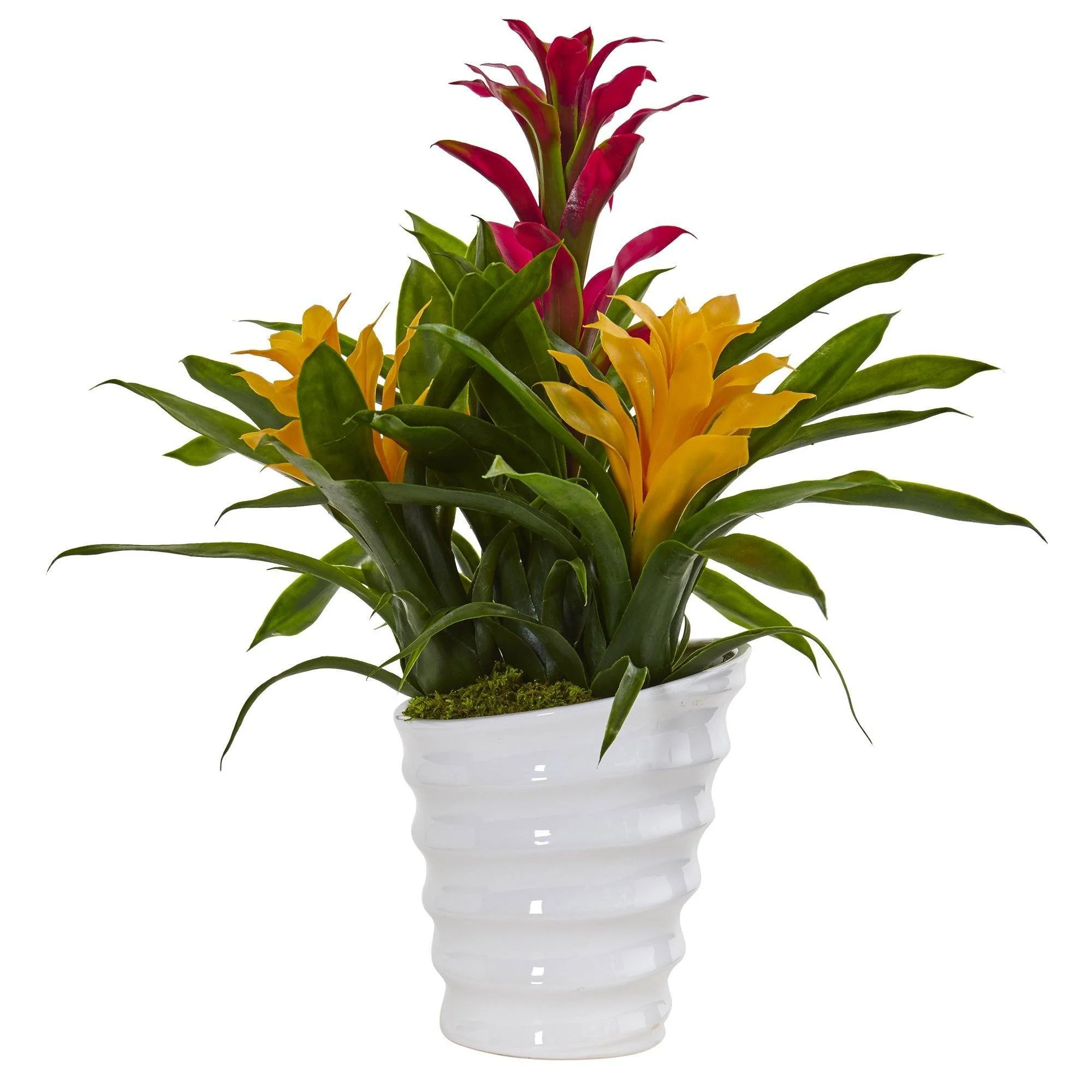 Bromeliad in White Swirl Vase - Image 3