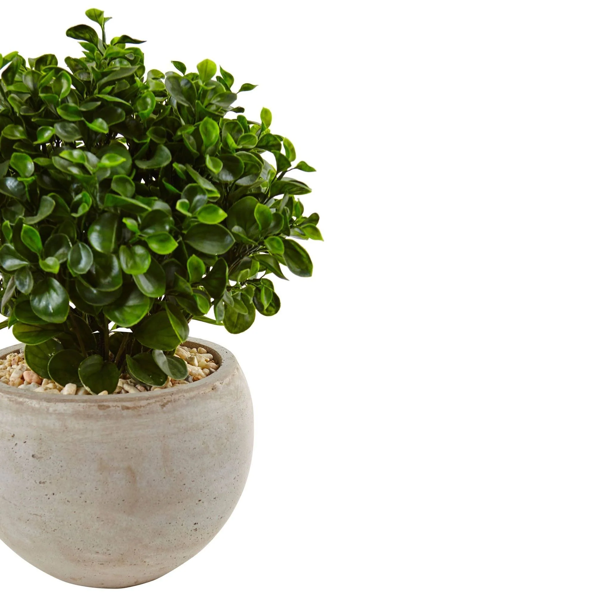 2’ Eucalyptus in Sand Colored Bowl UV Resistant (Indoor/Outdoor) - Image 3