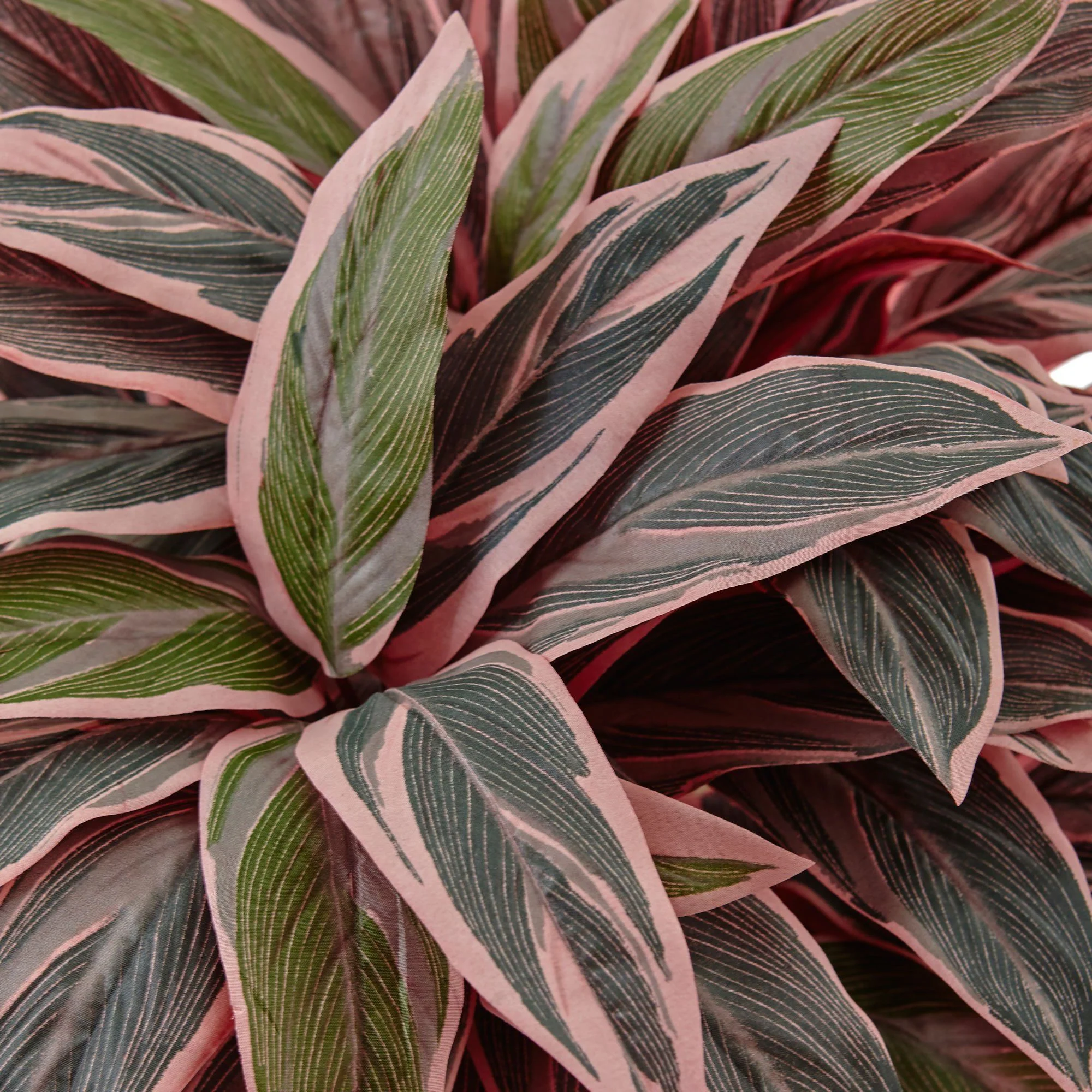 Caladium in Black Glossy Planter - Image 2