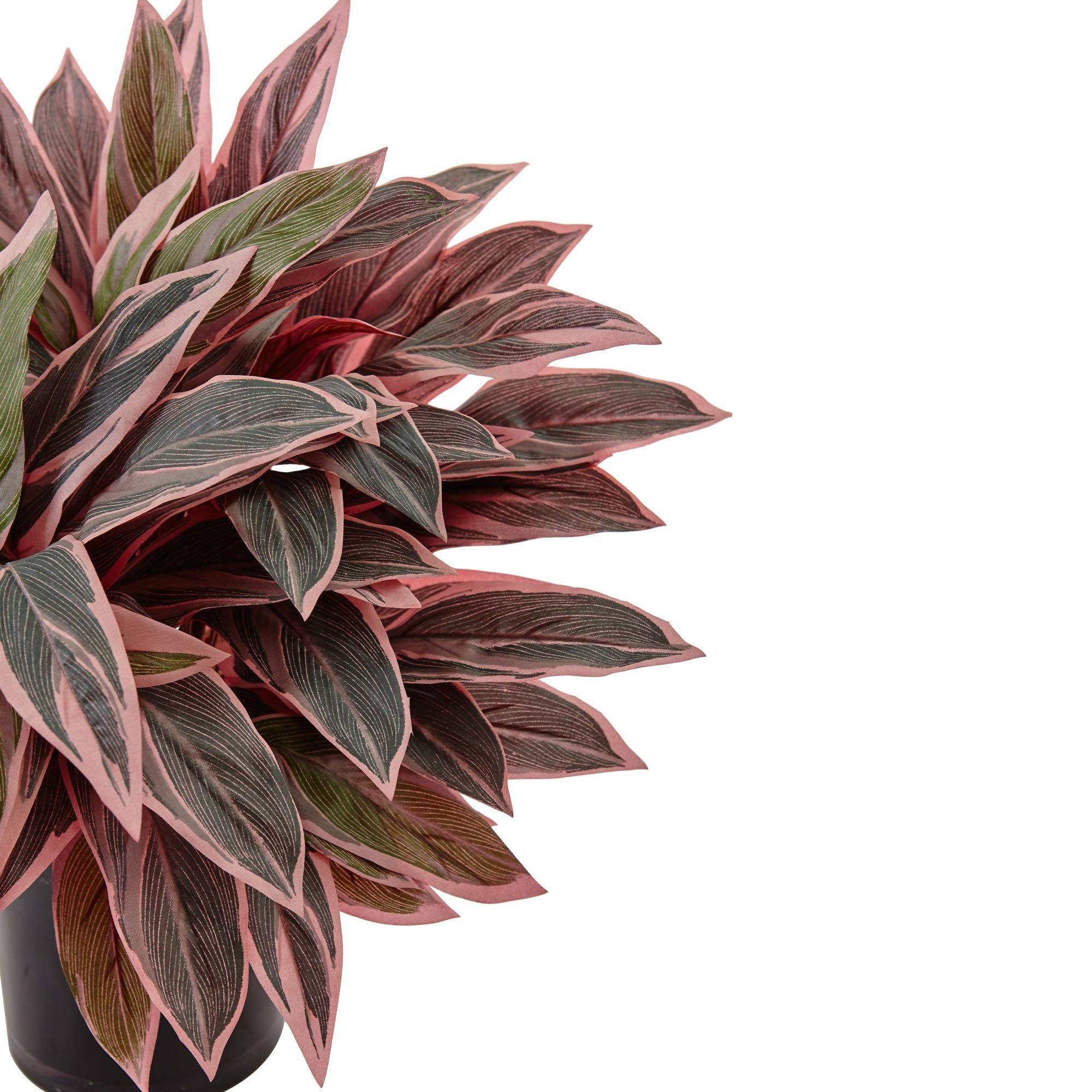 Caladium in Black Glossy Planter - Image 3