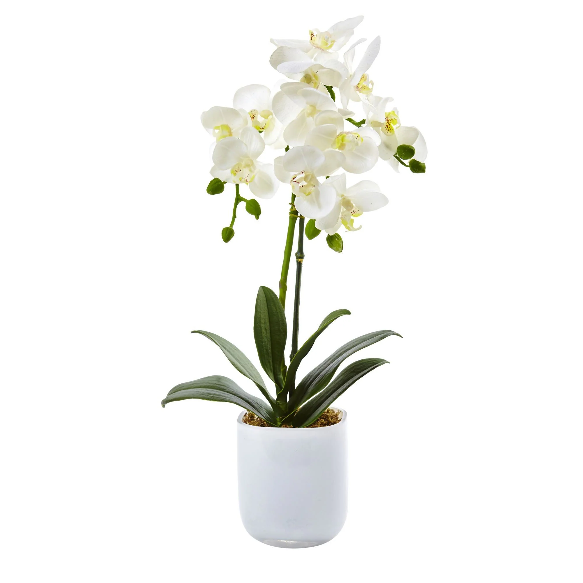 Phalaenopsis in Frosted Glass - Image 2