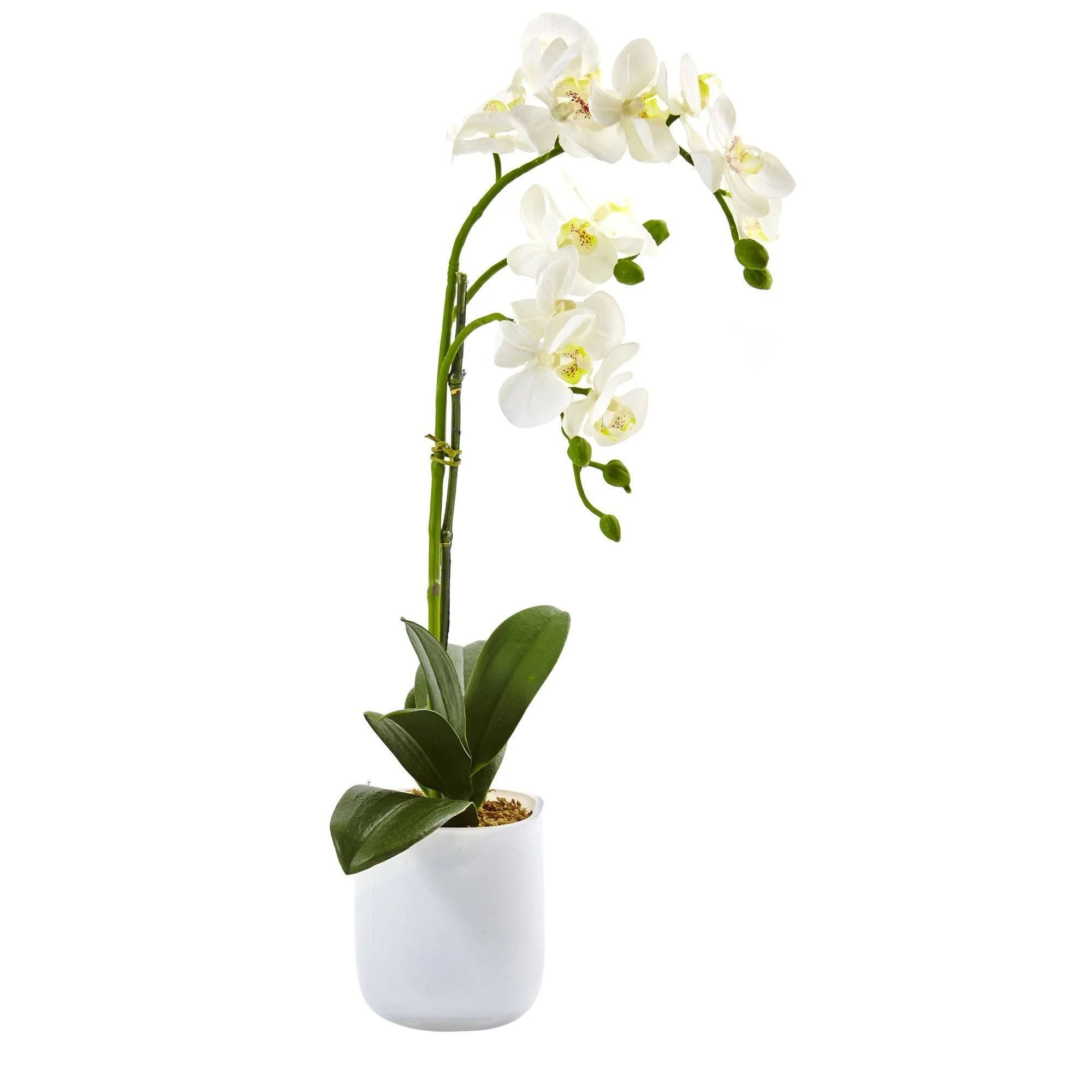 Phalaenopsis in Frosted Glass - Image 3