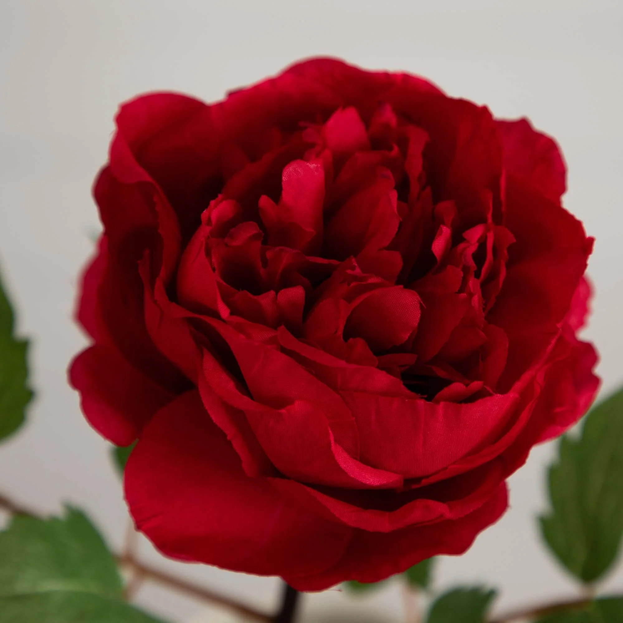 20"Artificial Peony Flower Stems - Set of 3 - Image 11