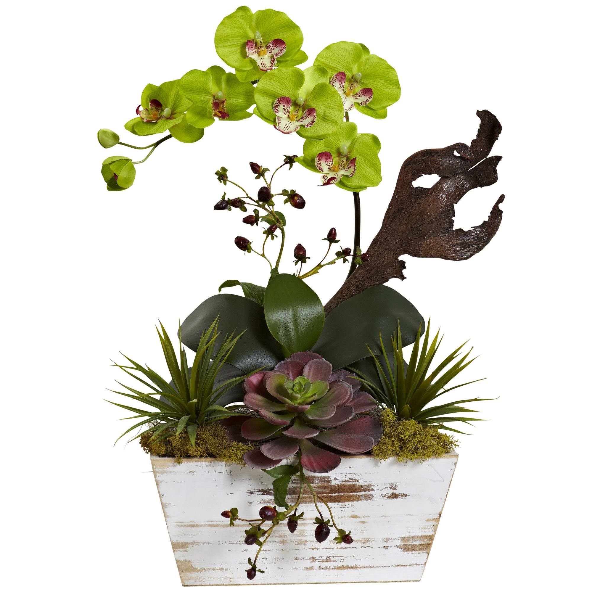 Orchid & Succulent Garden with White Wash Planter - Image 3
