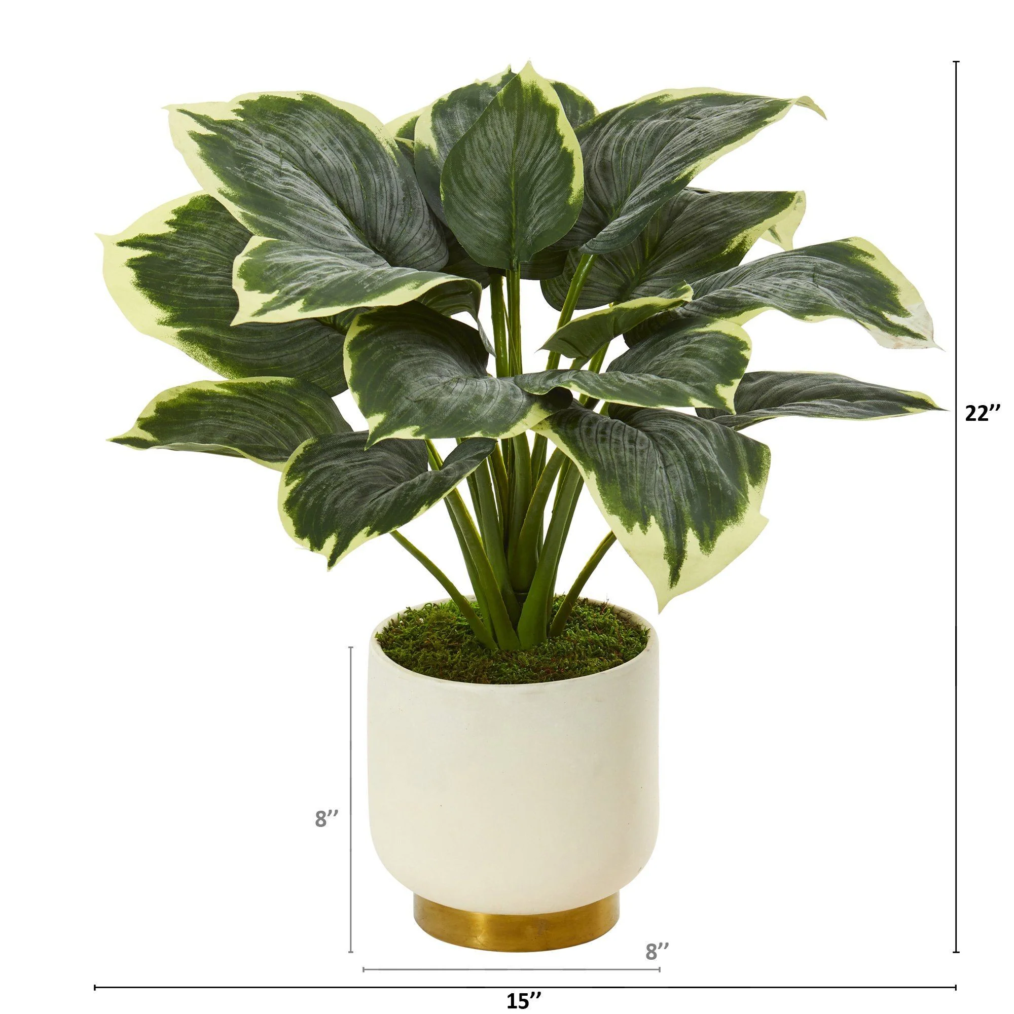 22” Variegated Hosta Artificial Plant in Cream Planter with Gold Base - Image 2