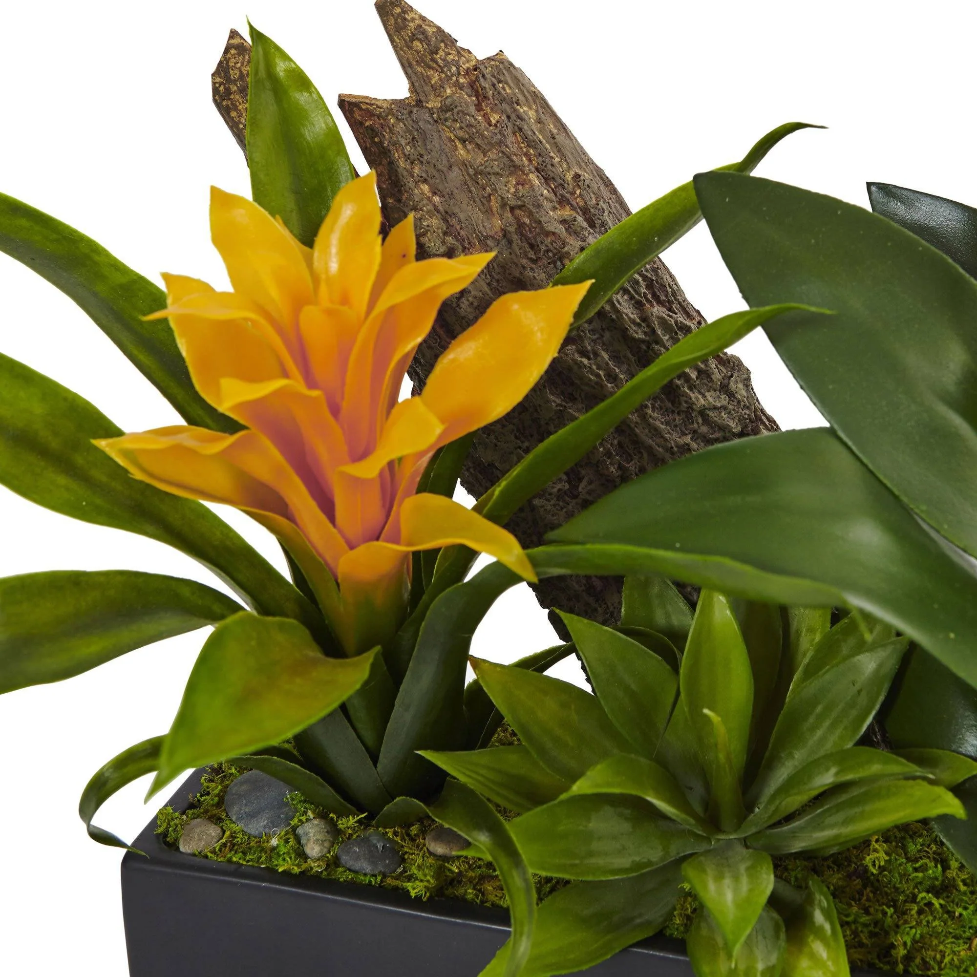 Dendrobium and Bromeliad Arrangement - Image 6