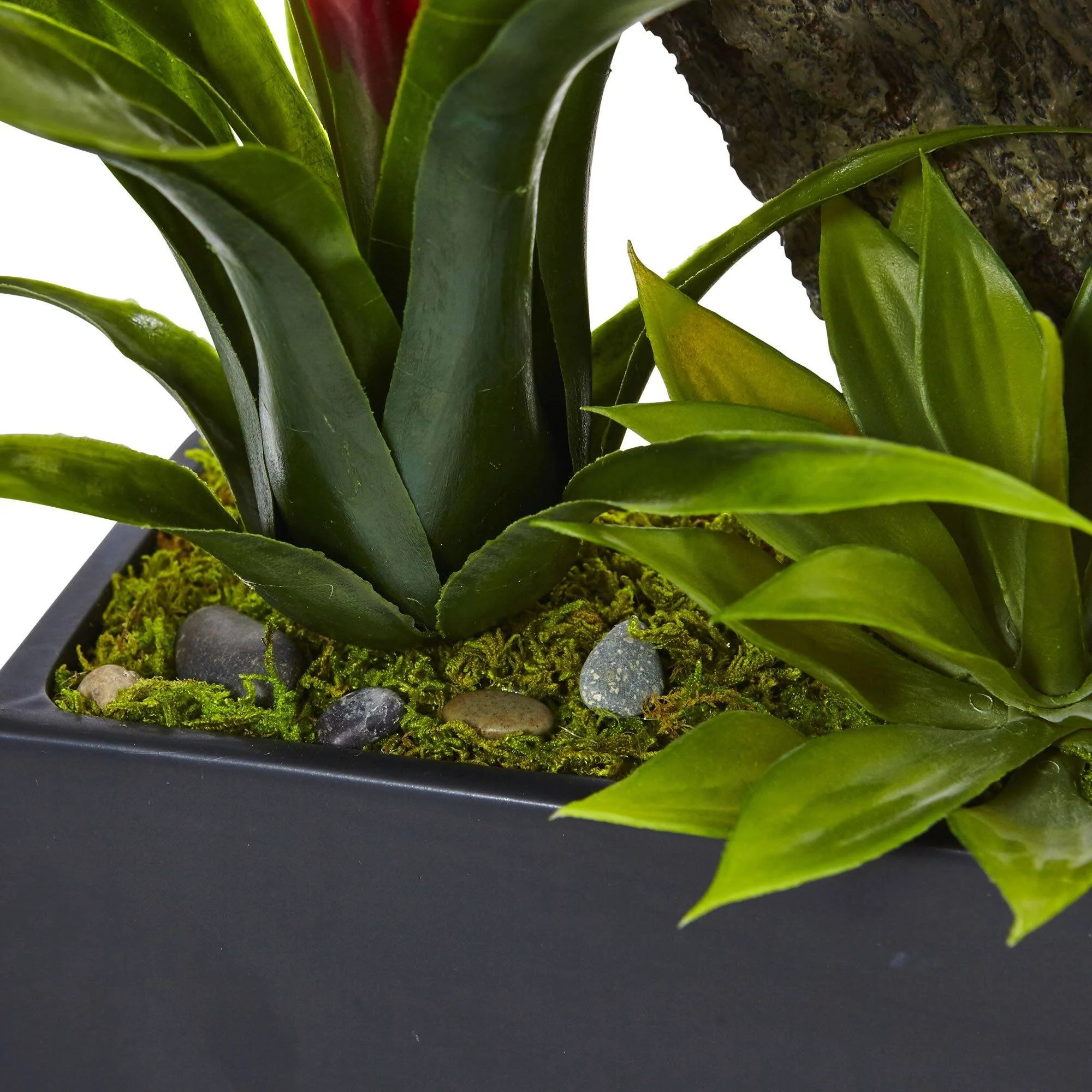 Dendrobium and Bromeliad Arrangement - Image 7