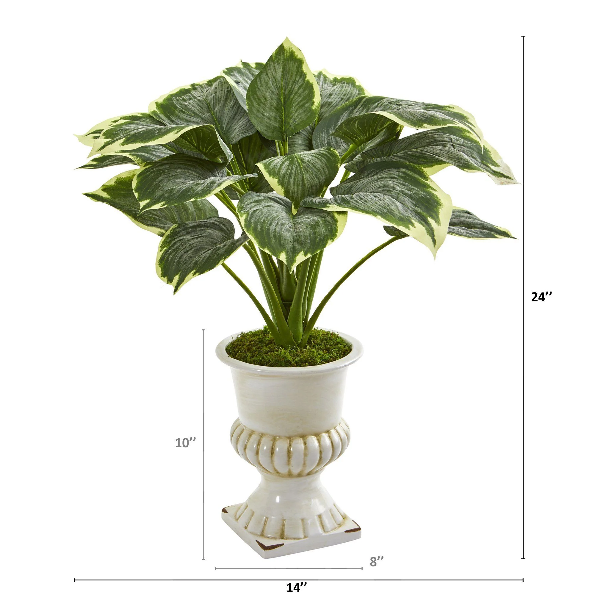 24” Variegated Hosta Artificial Plant in White Urn - Image 2