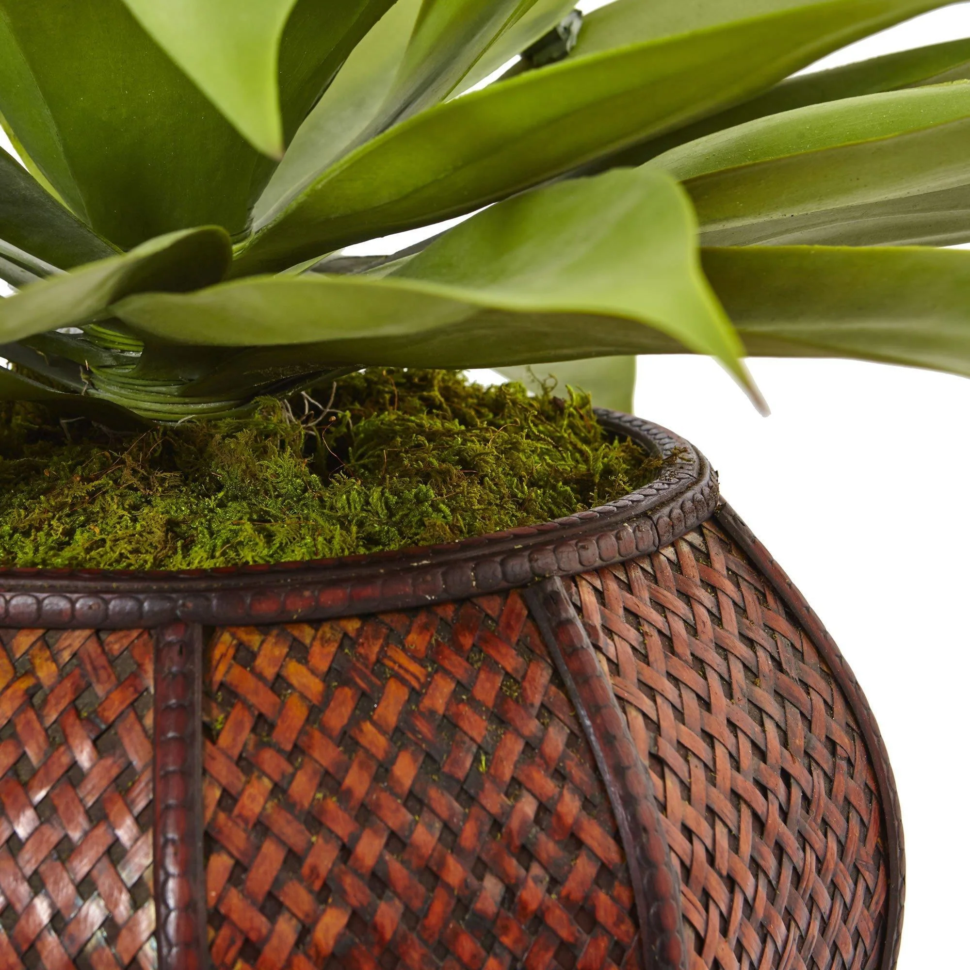 Agave Succulent in Weave Planter - Image 2