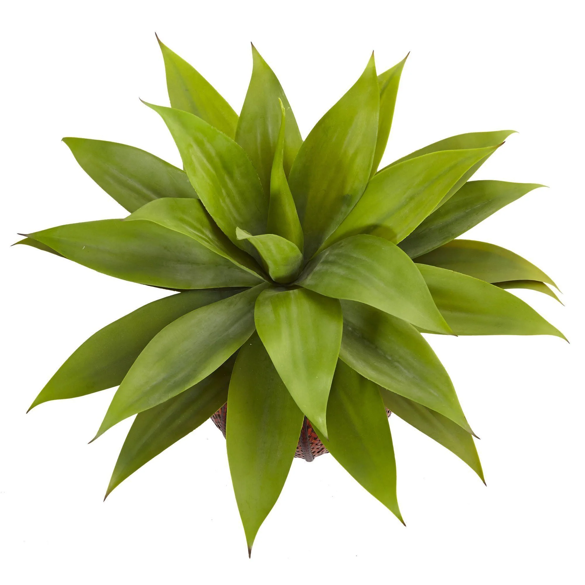 Agave Succulent in Weave Planter - Image 3