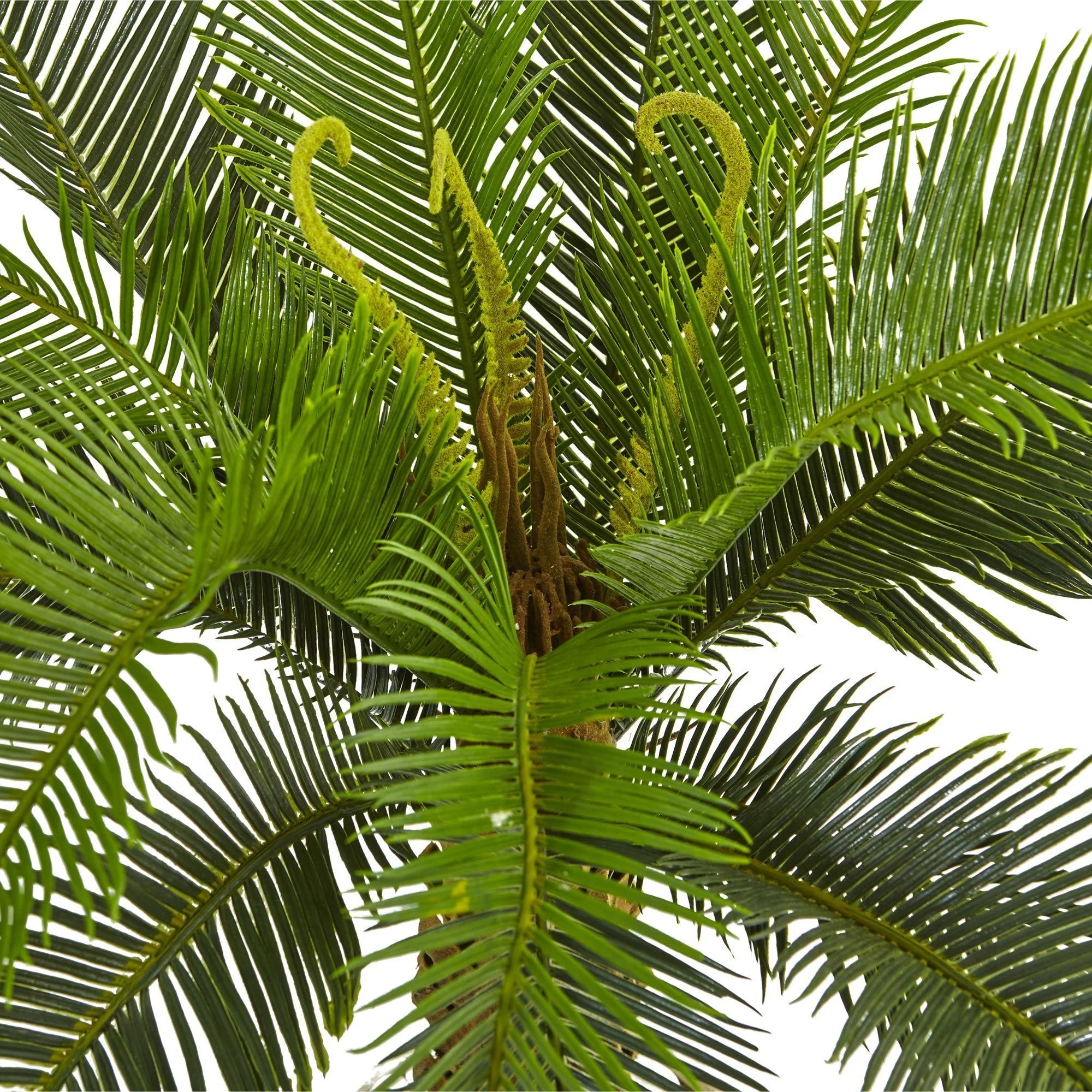 3’ Cycas Tree in White Tower Planter - Image 3