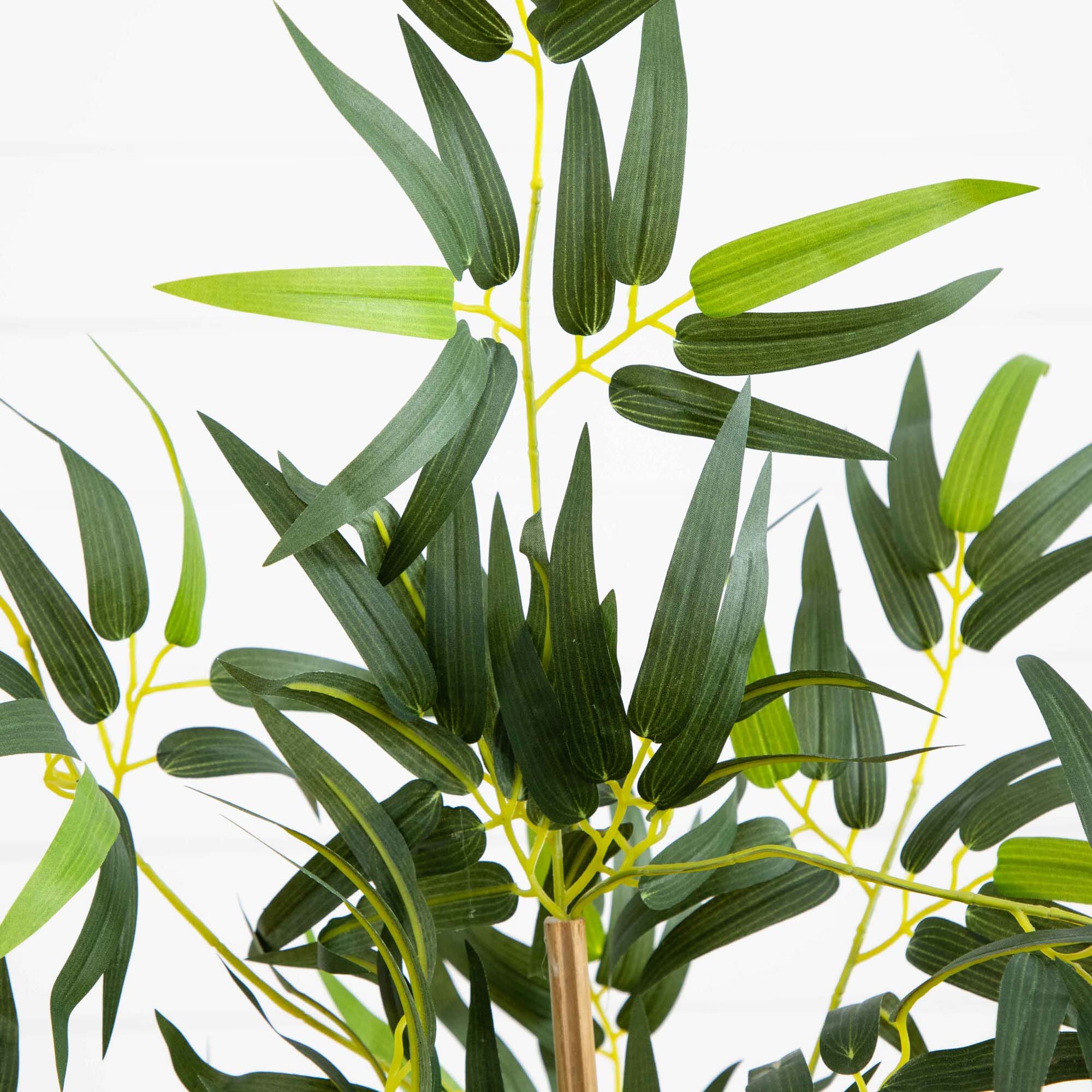 3' Multi Bambusa Bamboo Silk Tree - Image 2