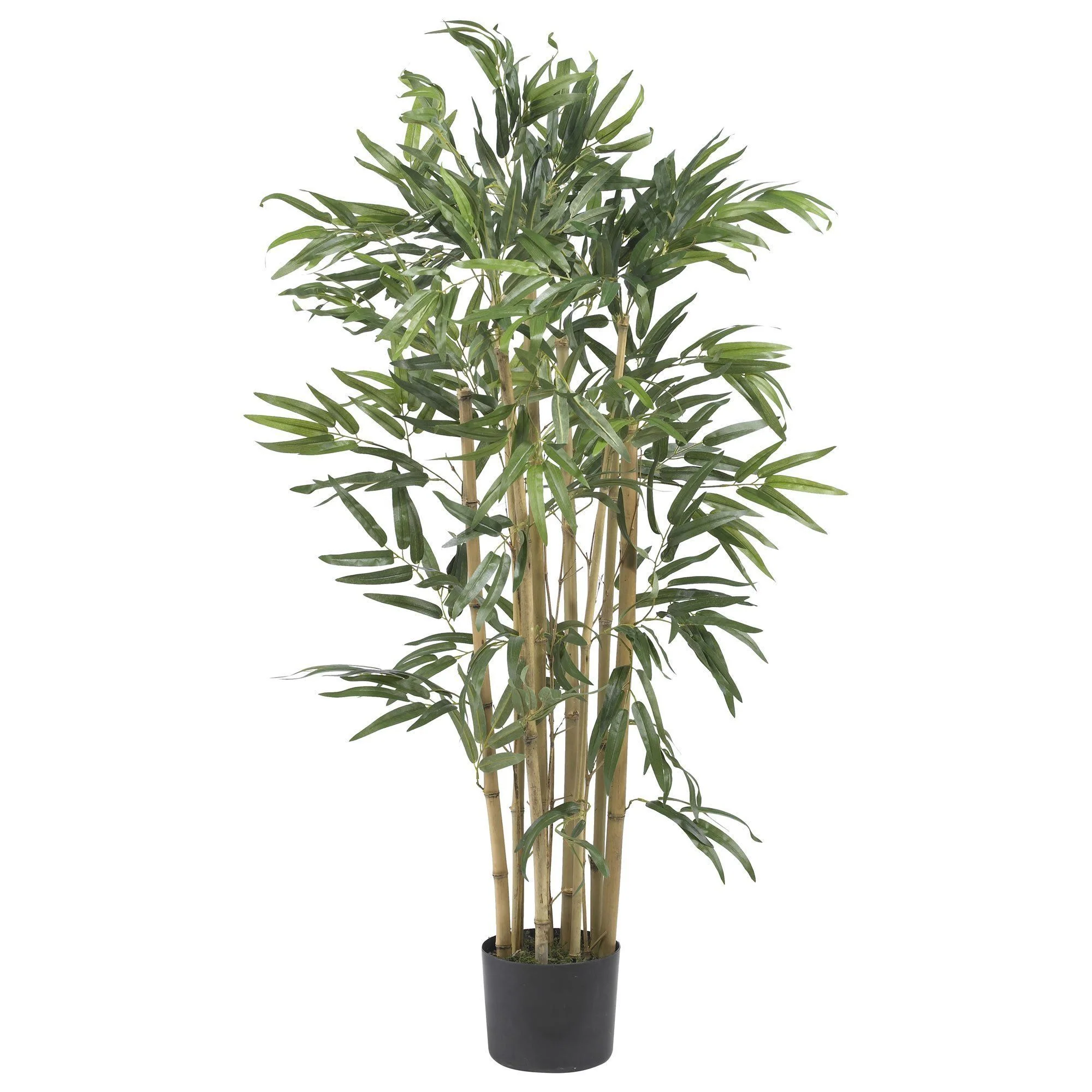 3' Multi Bambusa Bamboo Silk Tree - Image 3