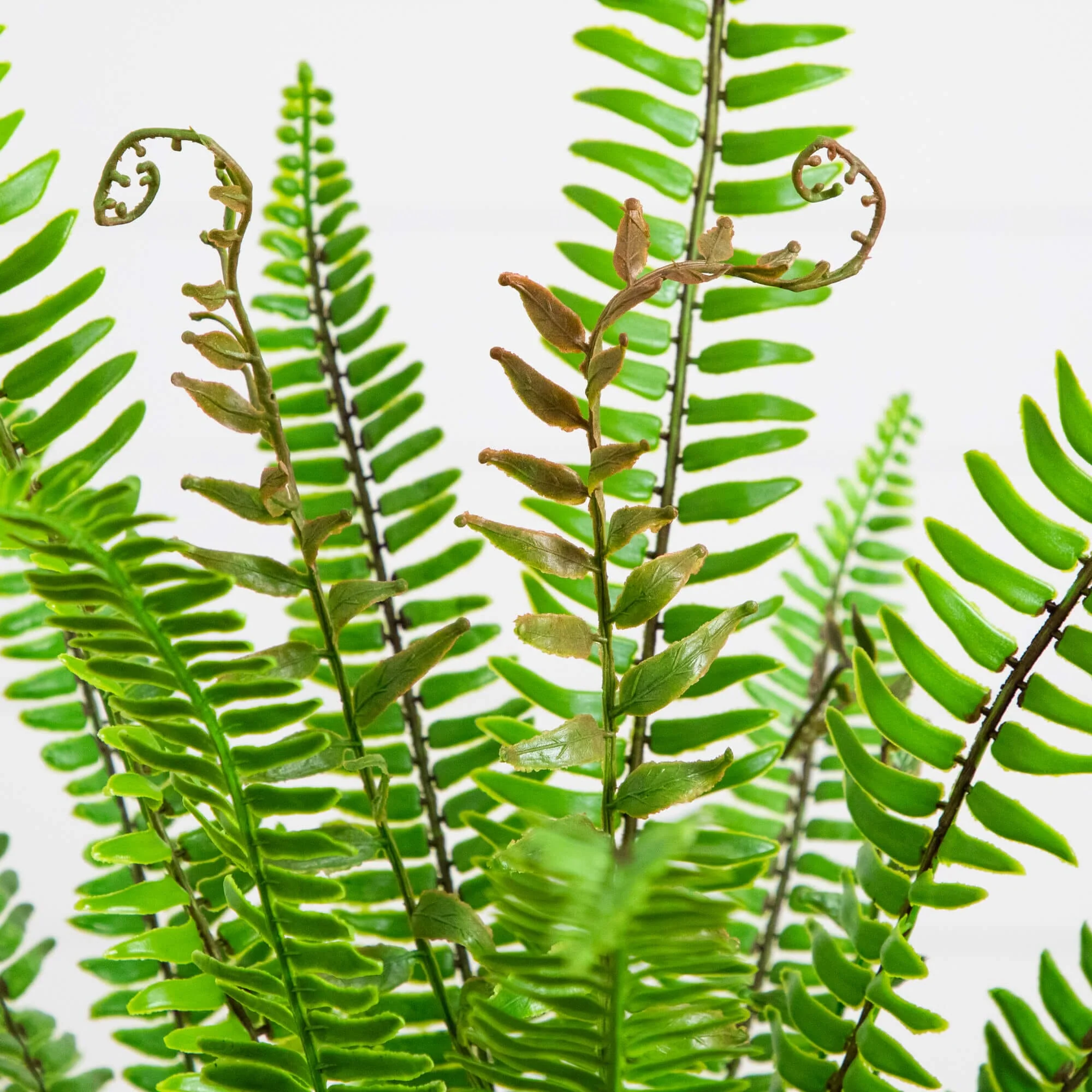 3-ft UV Resistant Artificial Real Touch Boston Fern Potted Plant (Indoor/Outdoor) - Image 2