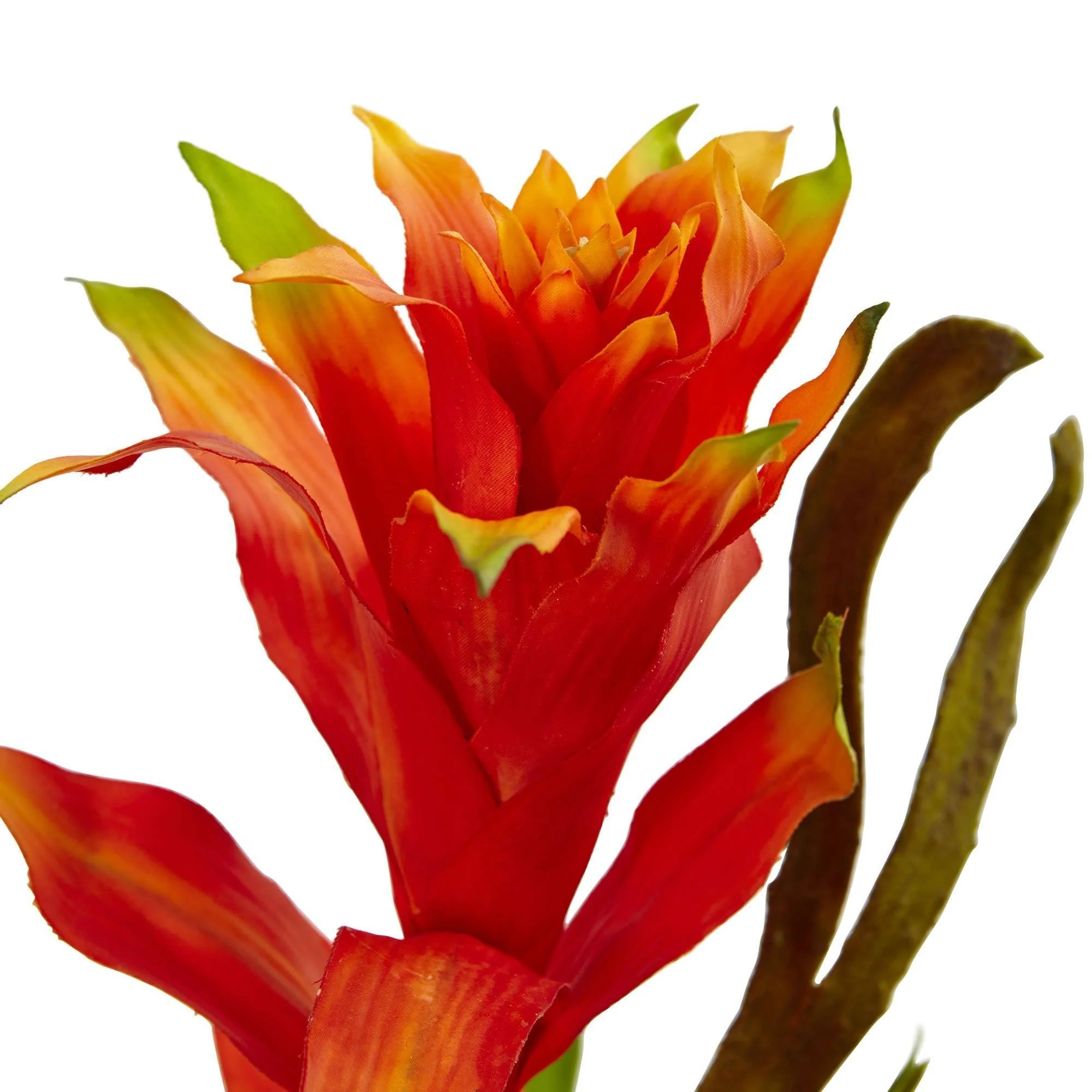 Bromeliad and Heliconia in Vase - Image 3