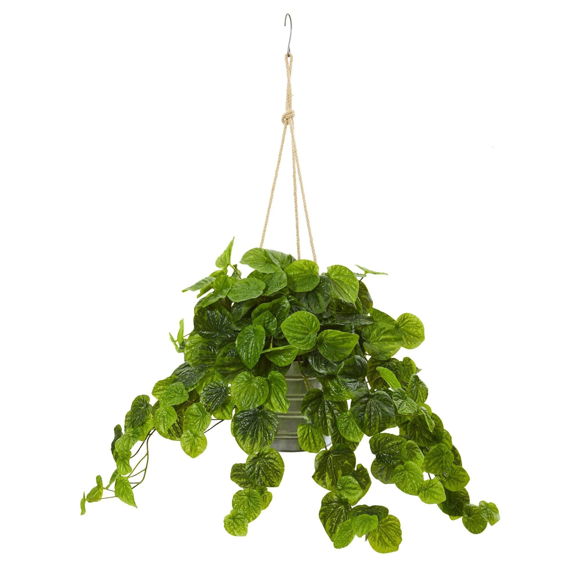 30” Peperomia Plant in Hanging Bucket (Real Touch) - Image 3