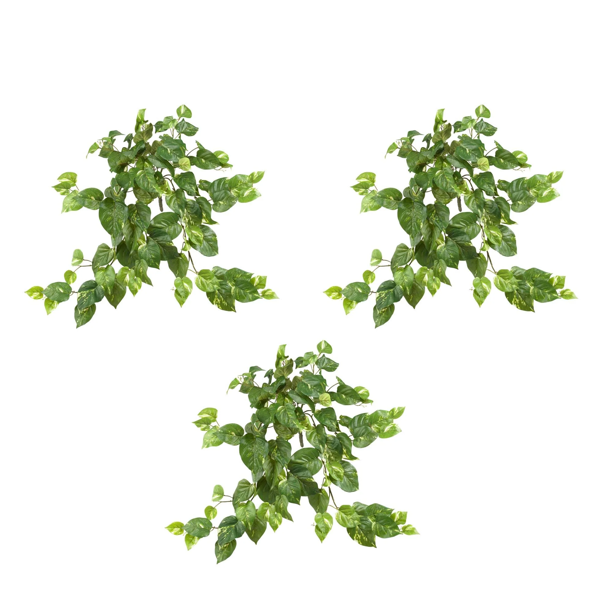 30” Pothos Hanging Bush (Set of 3) - Image 2