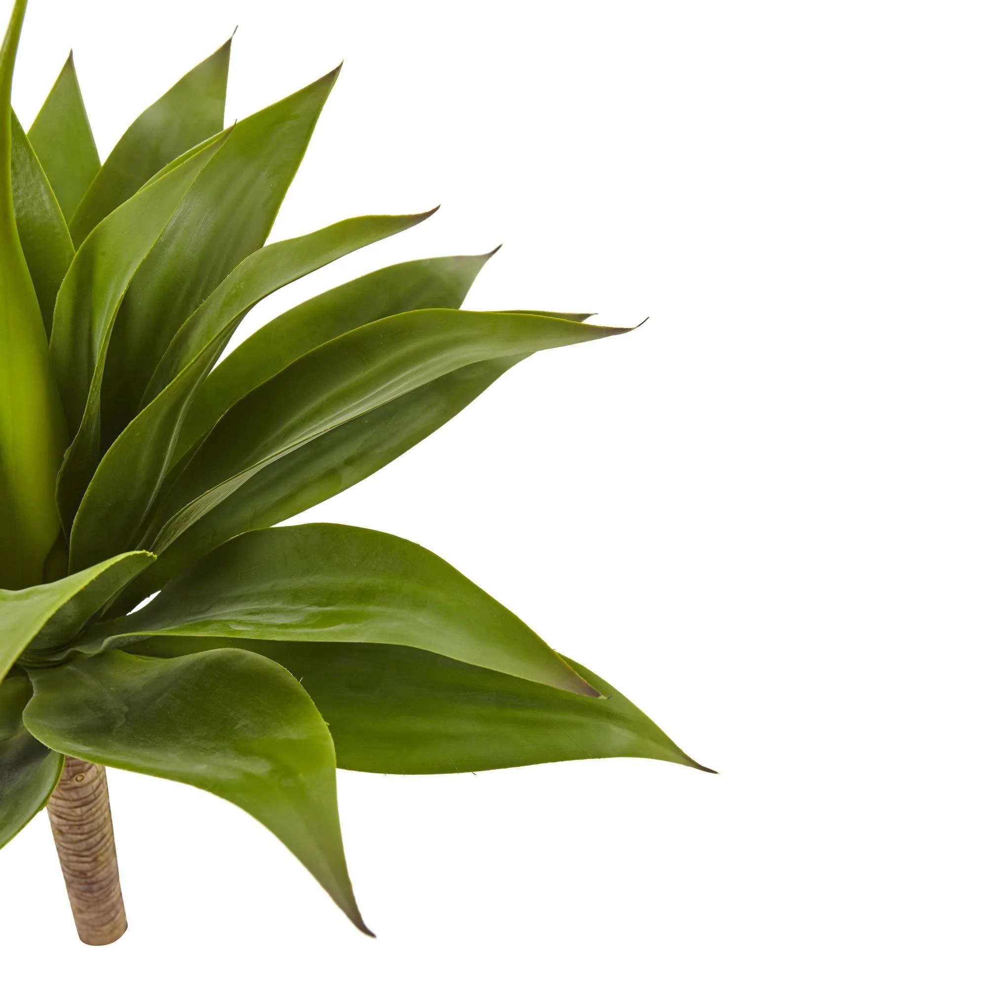 32” Agave Plant w/Stem - Image 3
