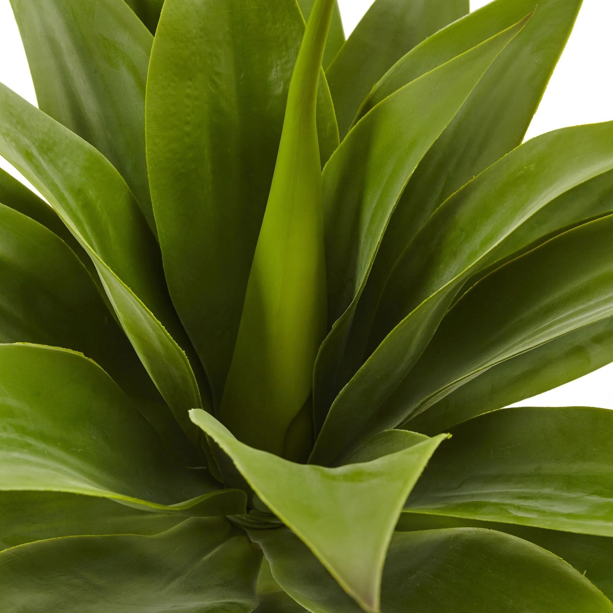 32” Agave Plant w/Stem - Image 4