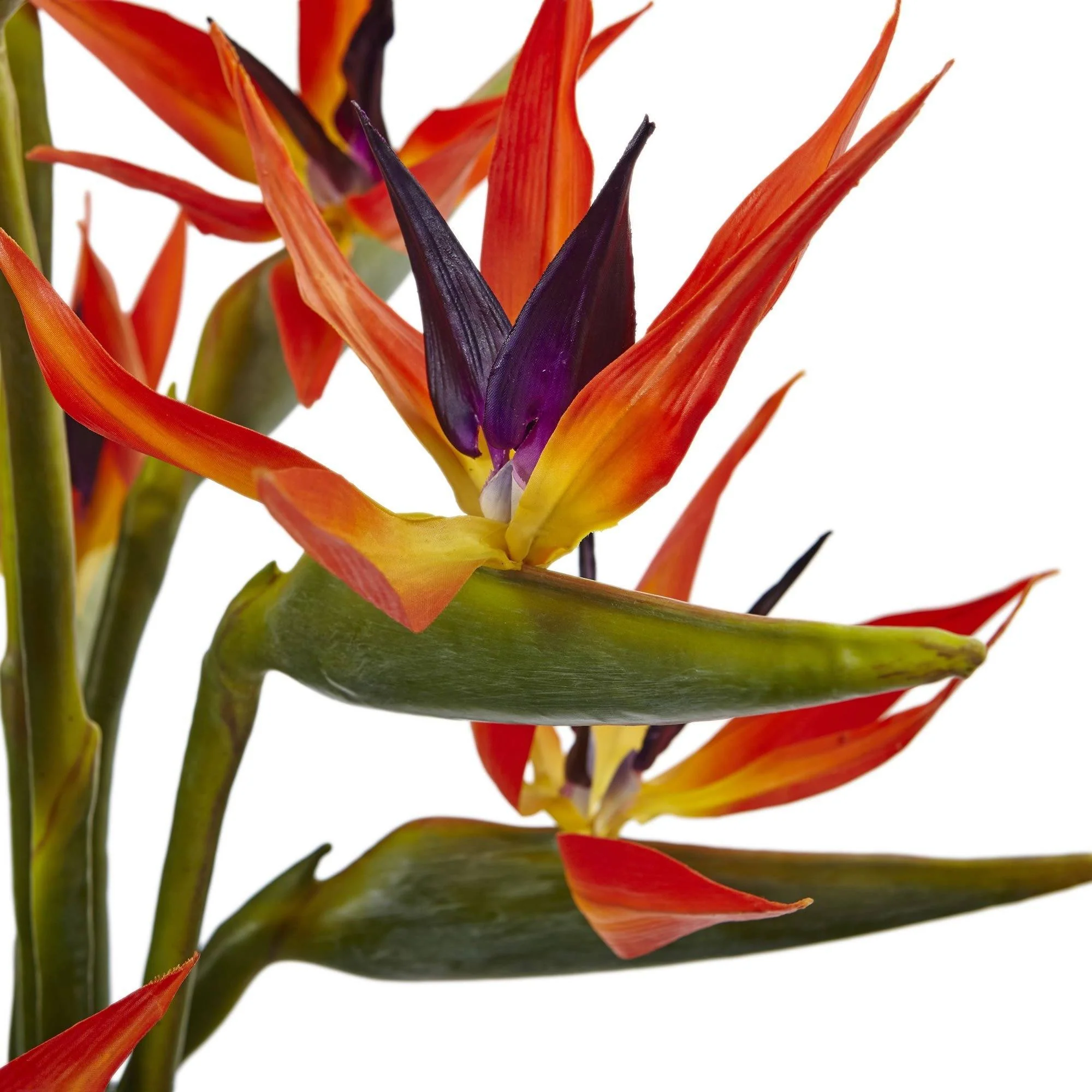 Large Birds of Paradise in Vase - Image 4