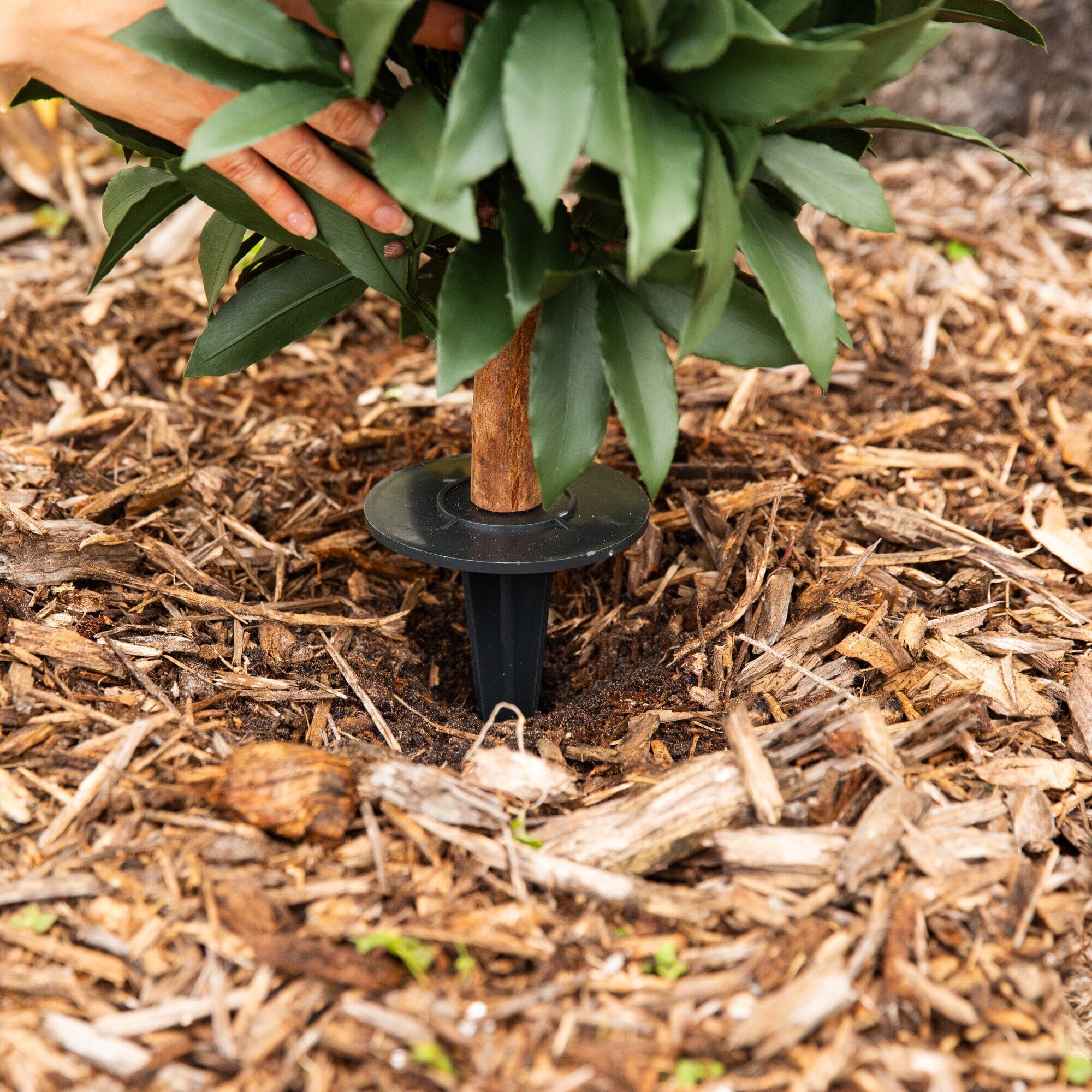 3' UV Resistant Artificial Laurel Plant with Integrated Ground Stake (Indoor/Outdoor) - Image 4