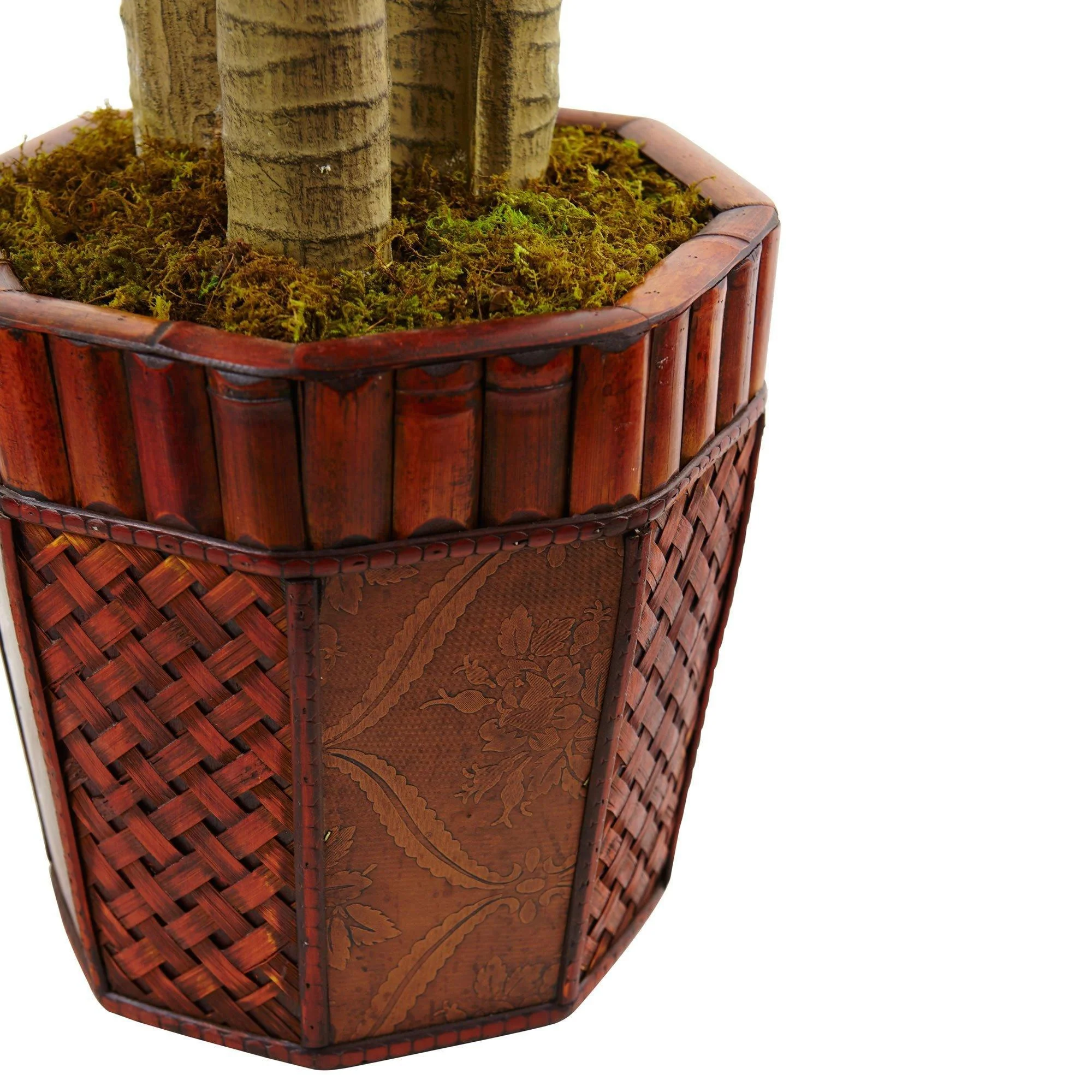 Cornstalk Dracaena in Wooden Planter - Image 3