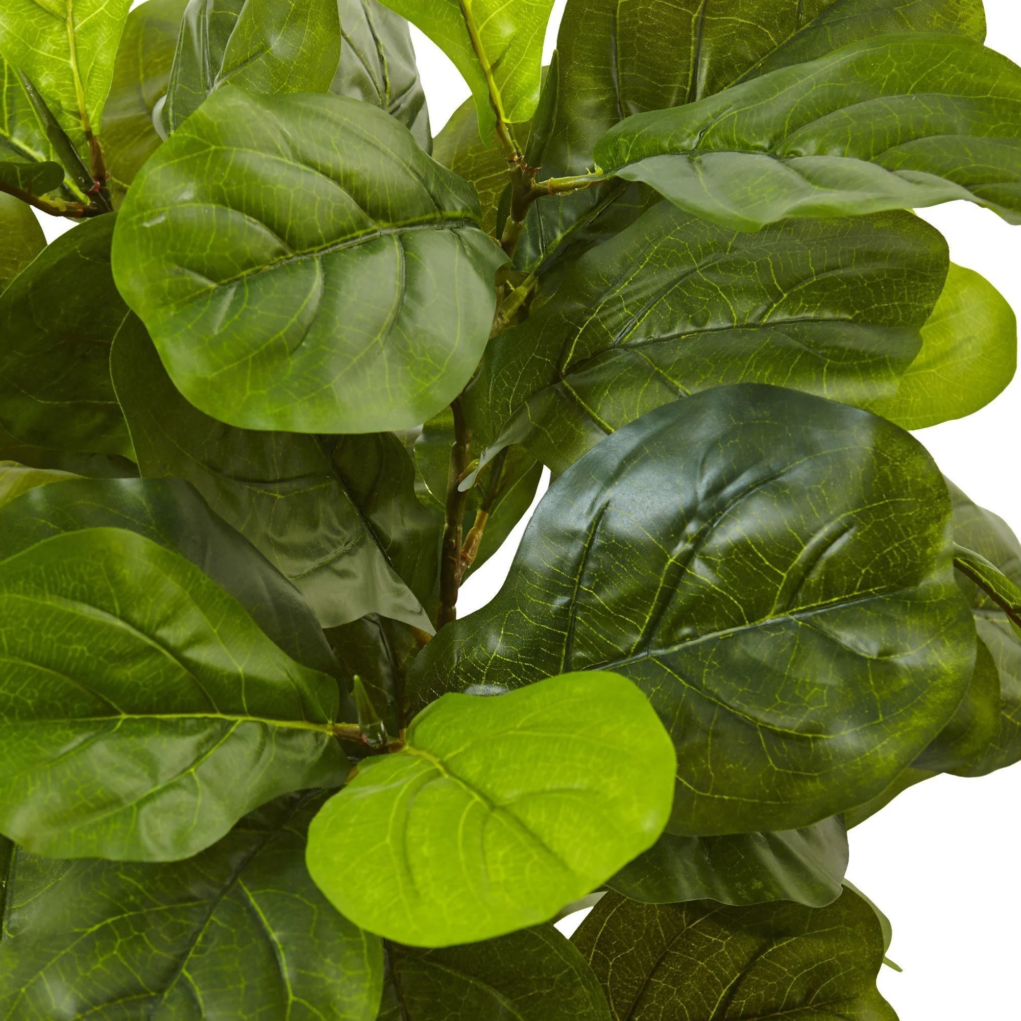 4.5’ Fiddle Leaf Fig Tree in White Planter (Real Touch) - Image 2