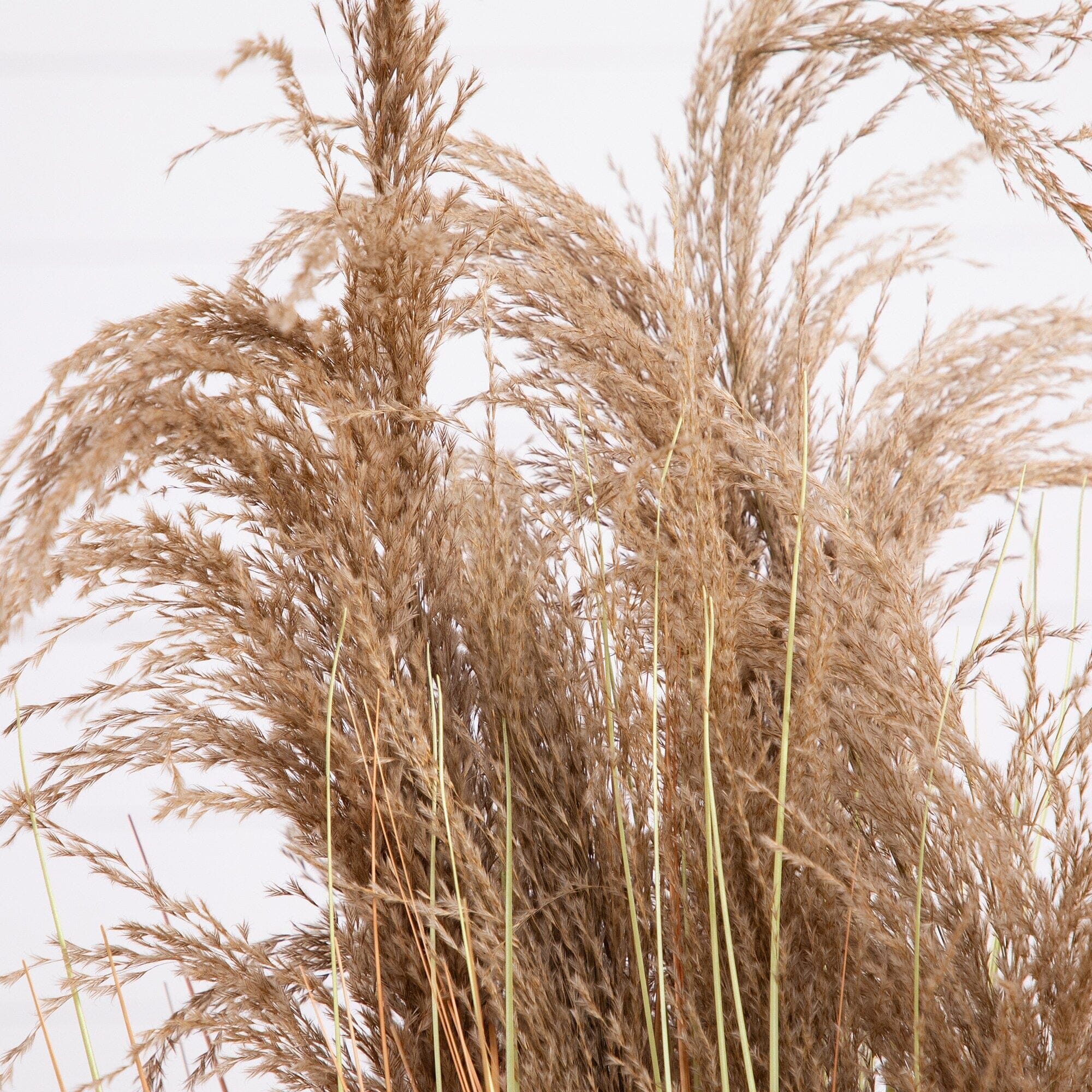 4’ Artificial Pampas Grass - Image 2