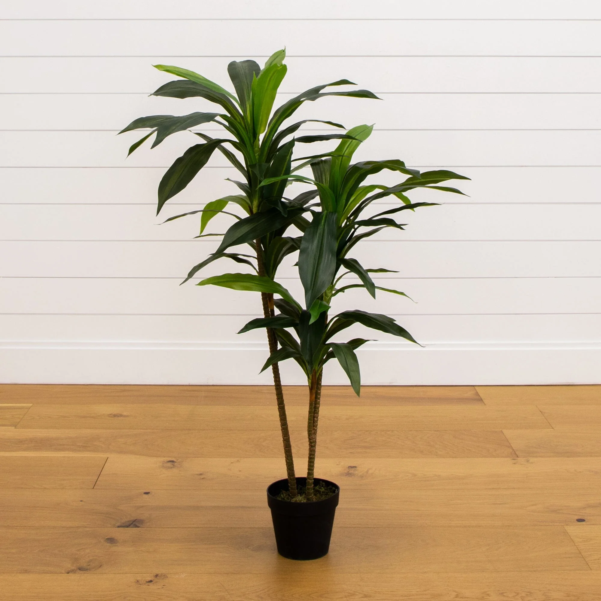 48" Dracaena Silk Plant (Real Touch) - Image 3