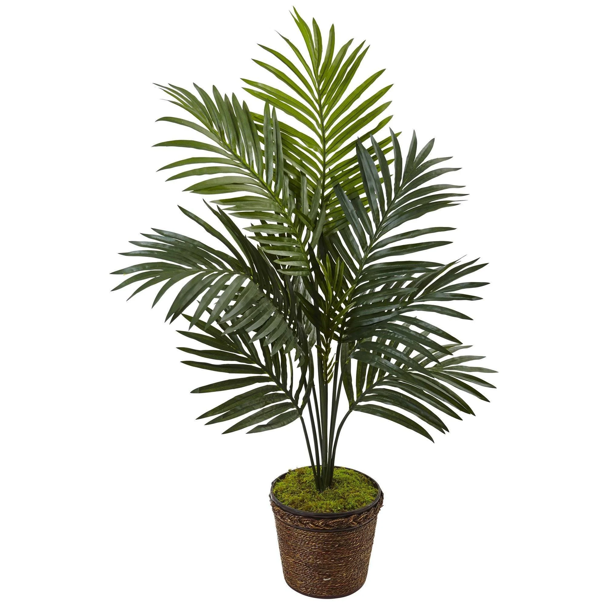 4’ Kentia Palm Tree in Coiled Rope Planter - Image 4