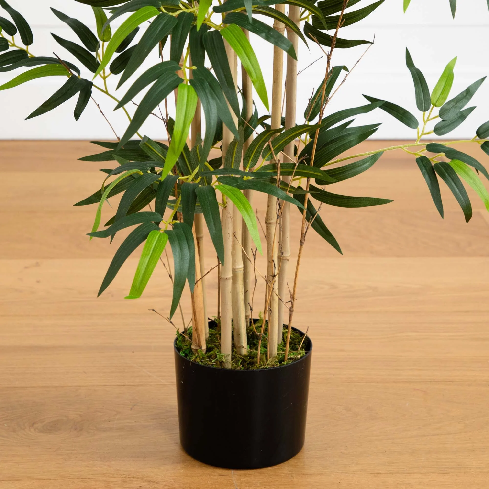 4' Multi Bambusa Bamboo Silk Tree - Image 3