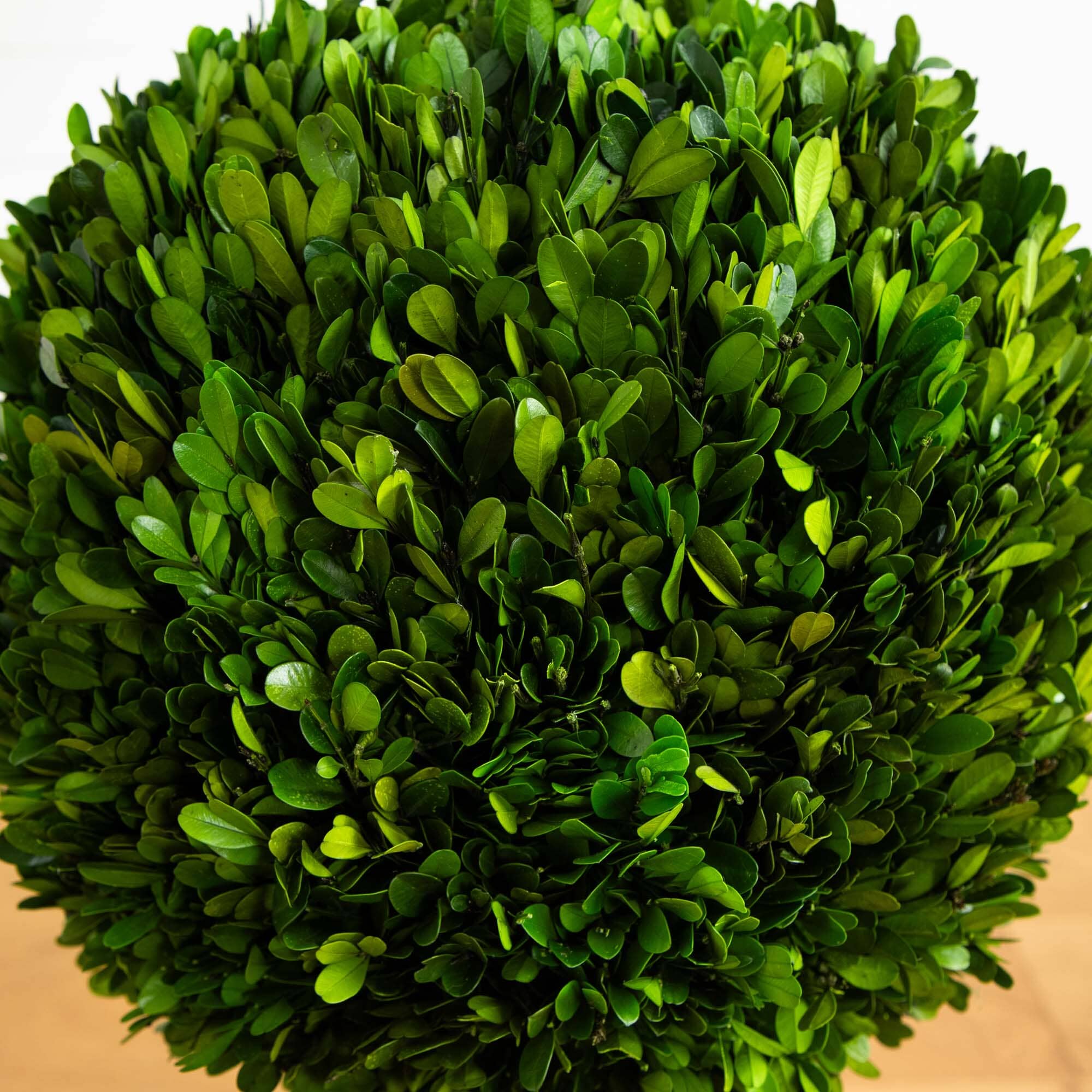 4’ Preserved Boxwood Double Ball Topiary Tree in Planter - Image 2