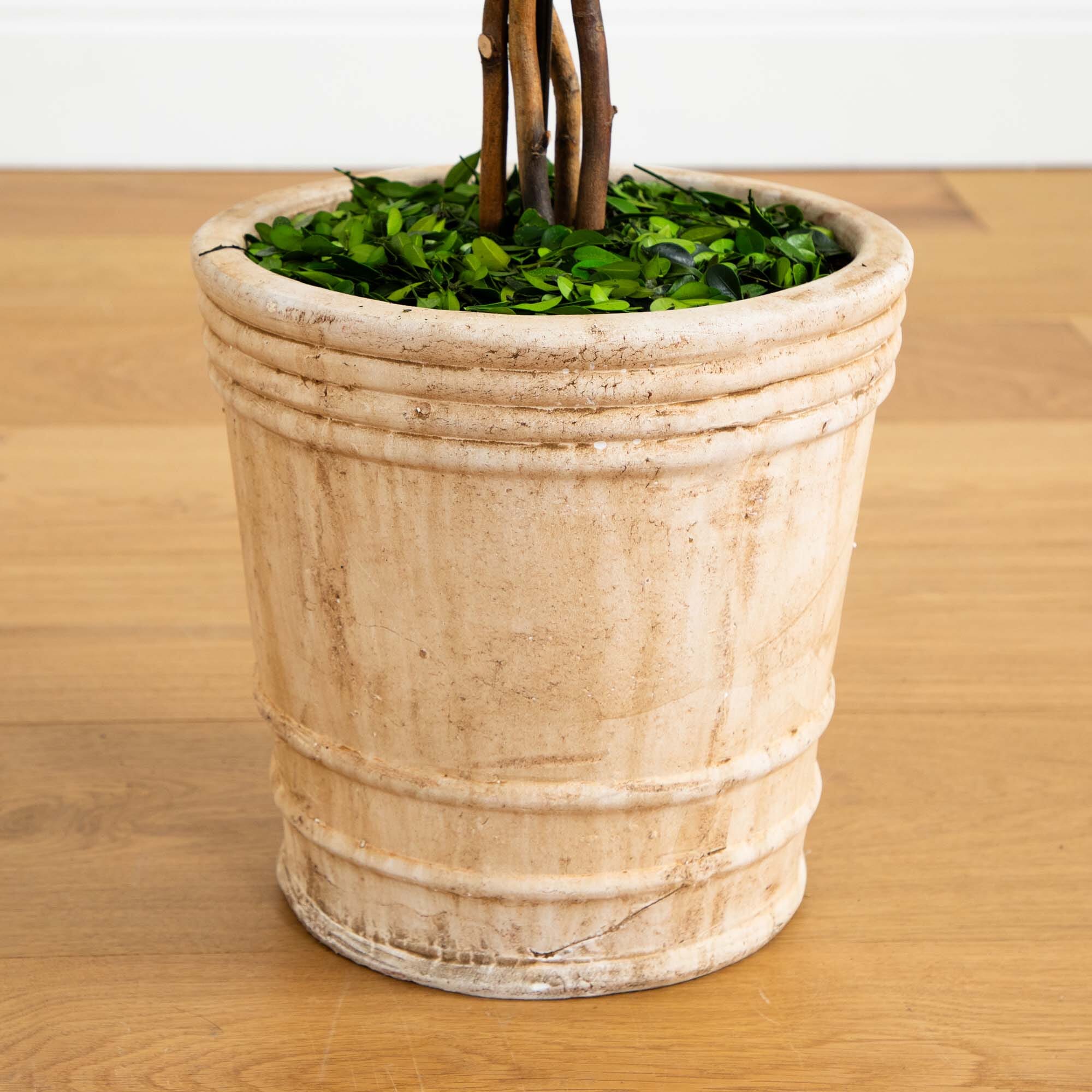 4’ Preserved Boxwood Double Ball Topiary Tree in Planter - Image 3