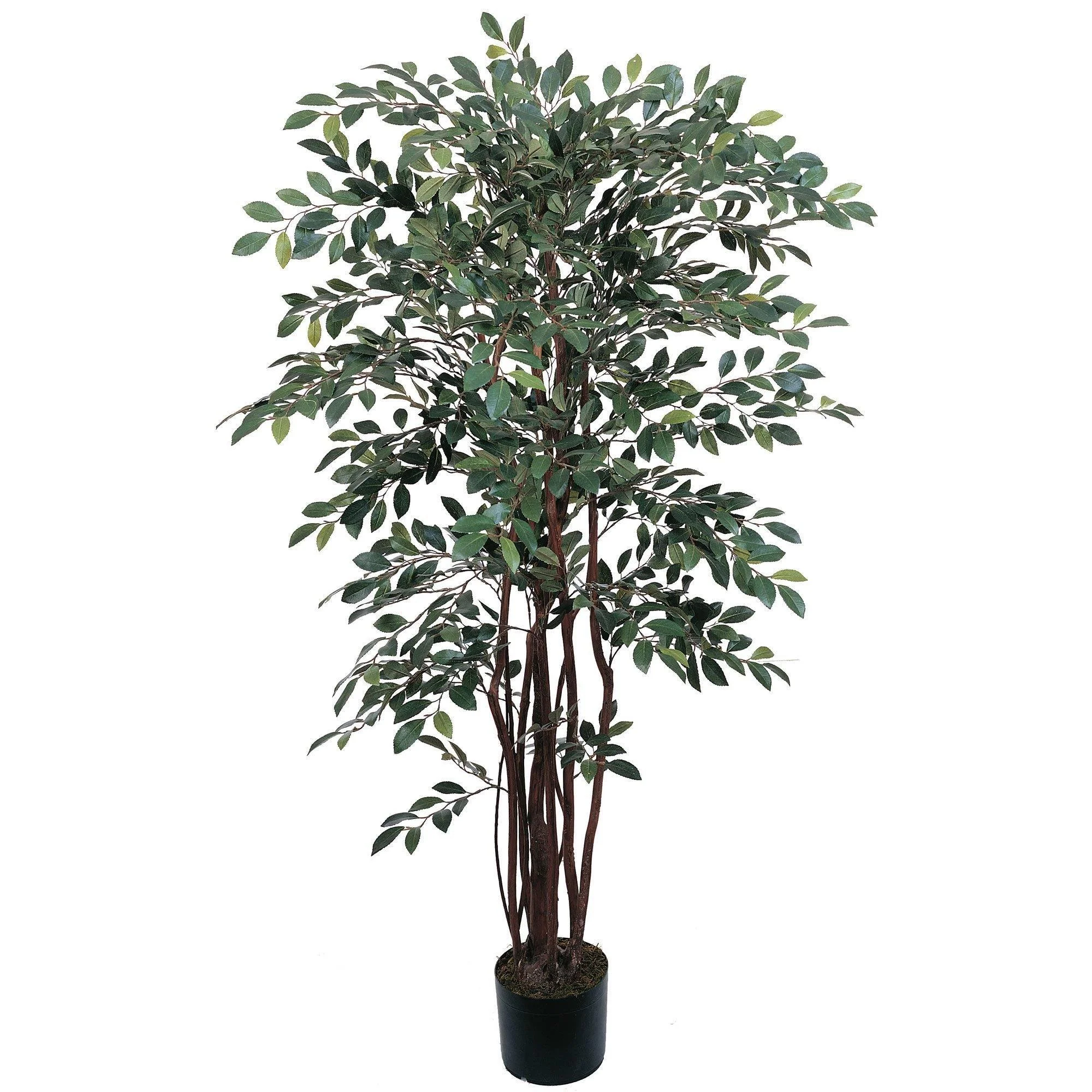 4' Ruscus Silk Tree - Image 4