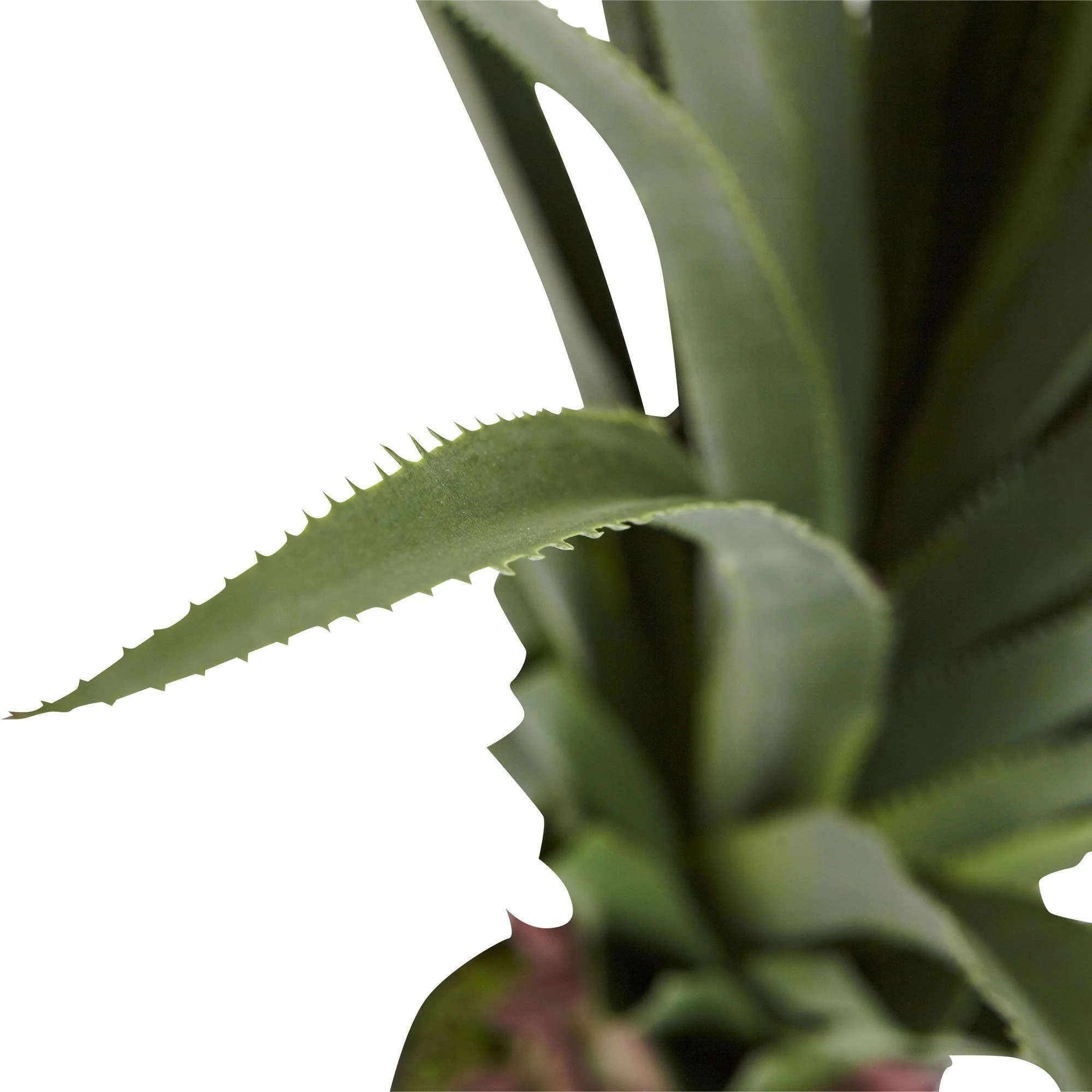 4’ Spiked Agave Plant - Image 3