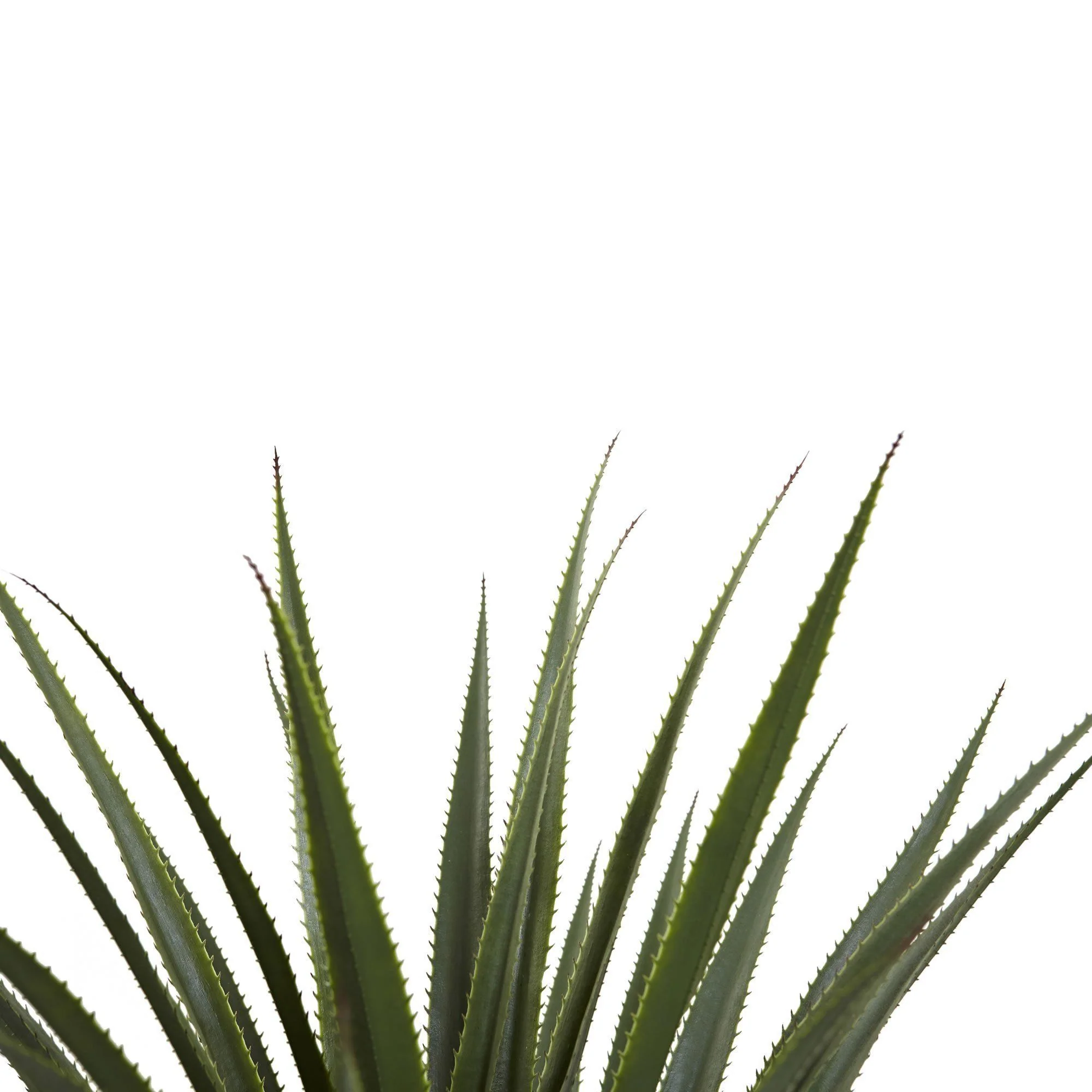 4’ Spiked Agave Plant - Image 4